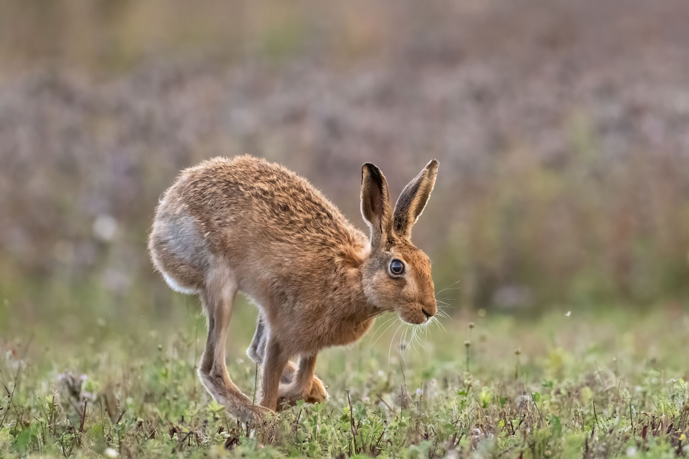 Hare (Lepus Linnaeus) in September light