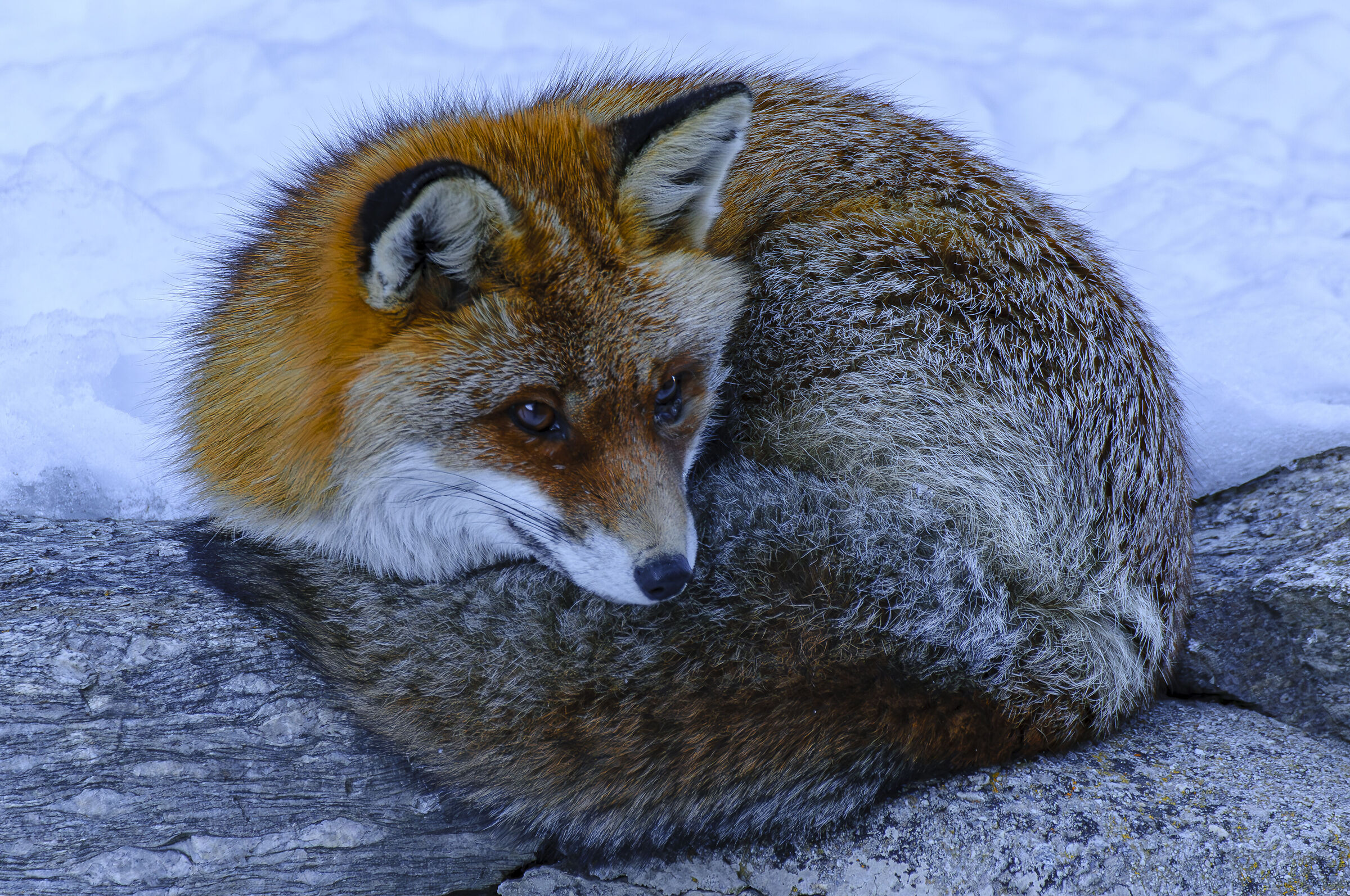 Firefox