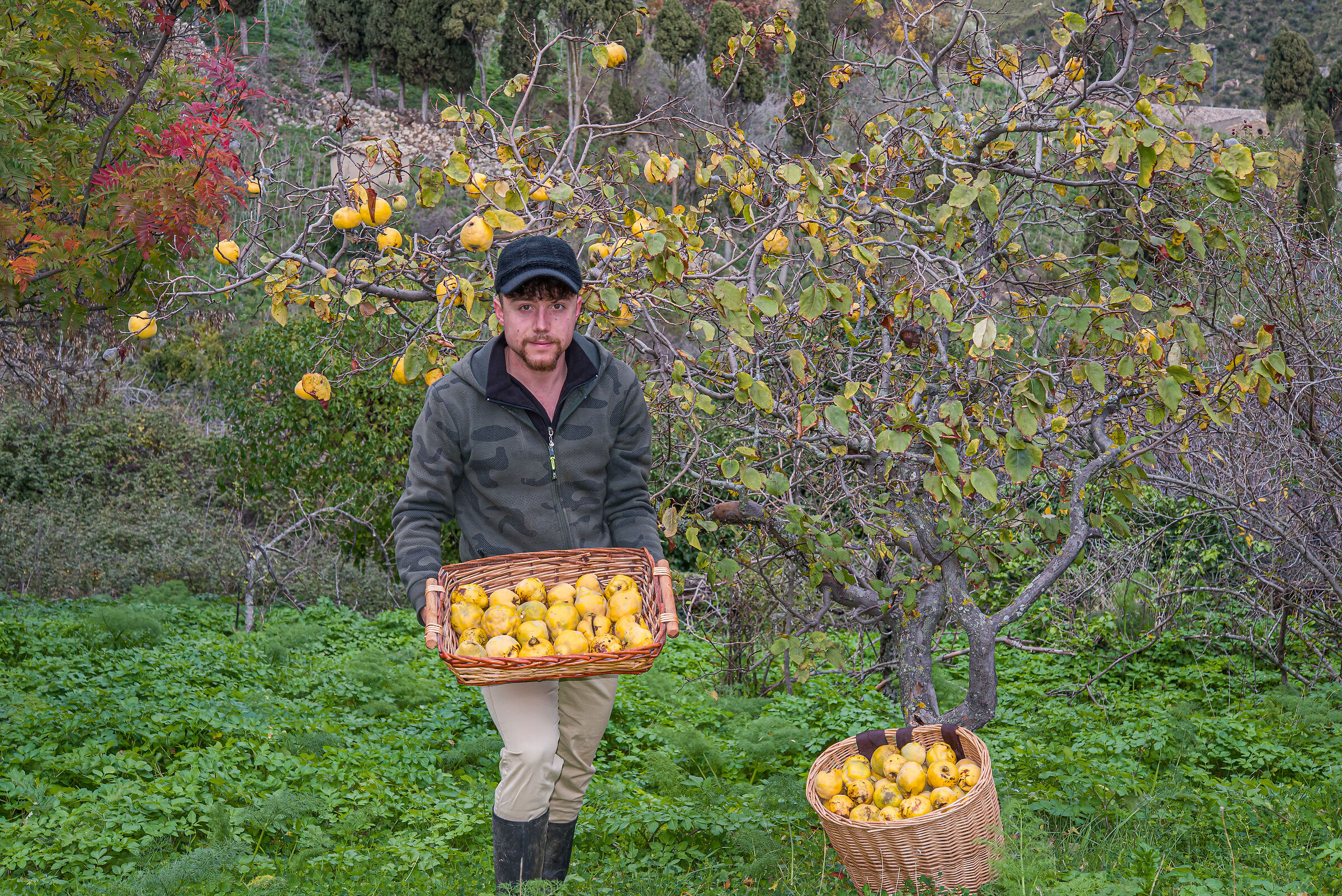 Raccolta di pere cotogne