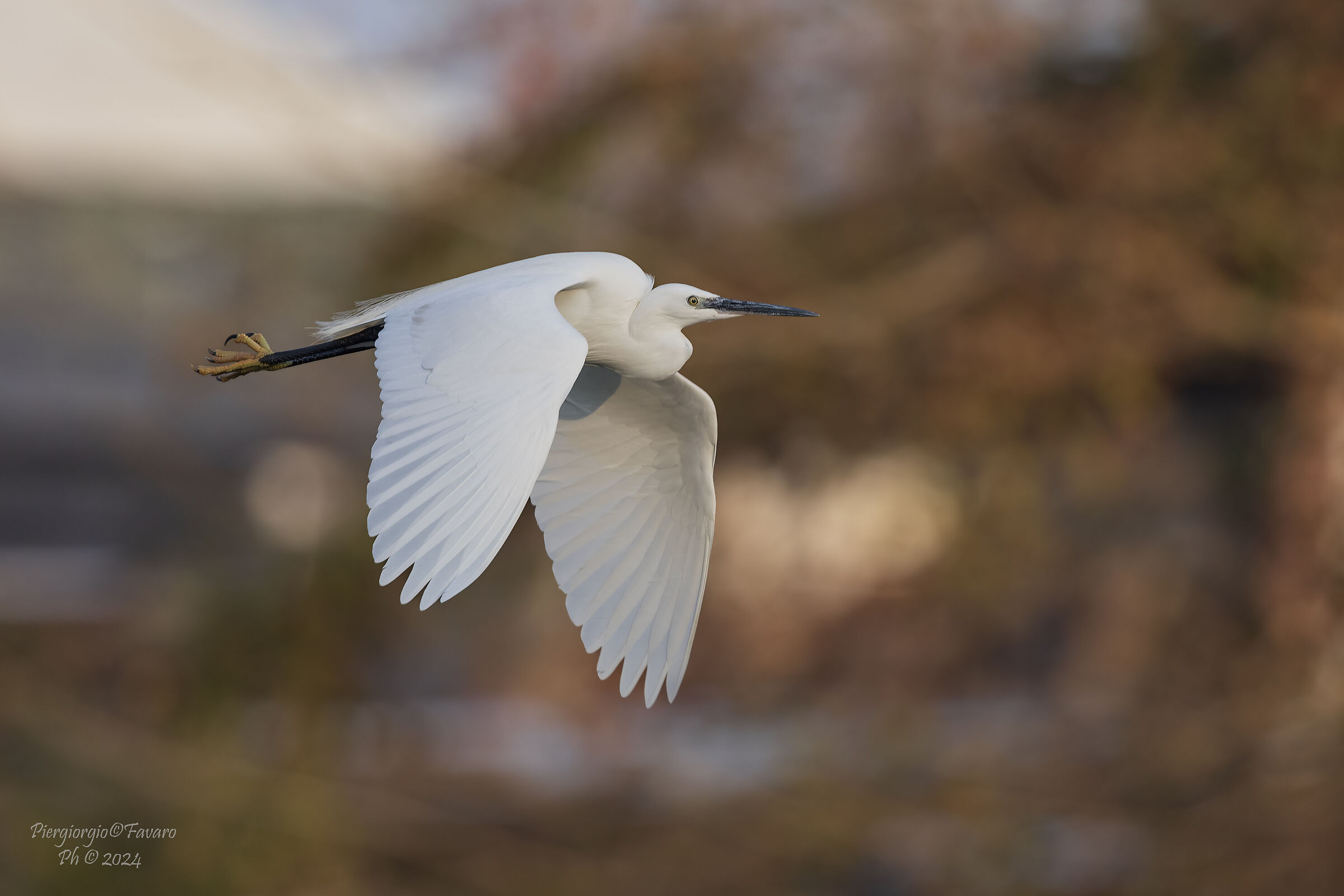 Egret
