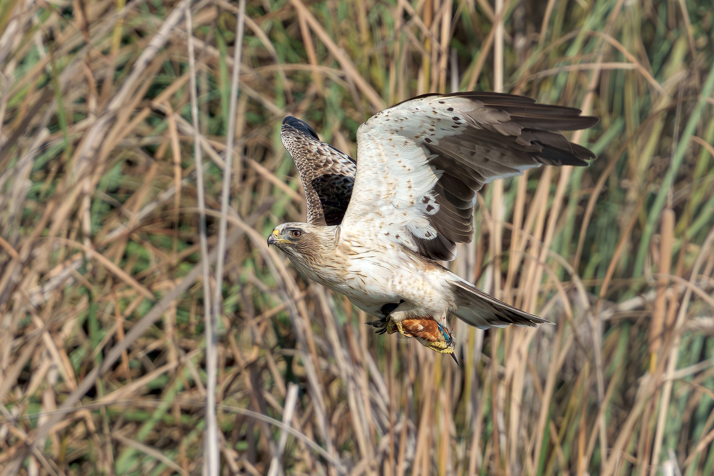 Booted eagle vs kingfisher