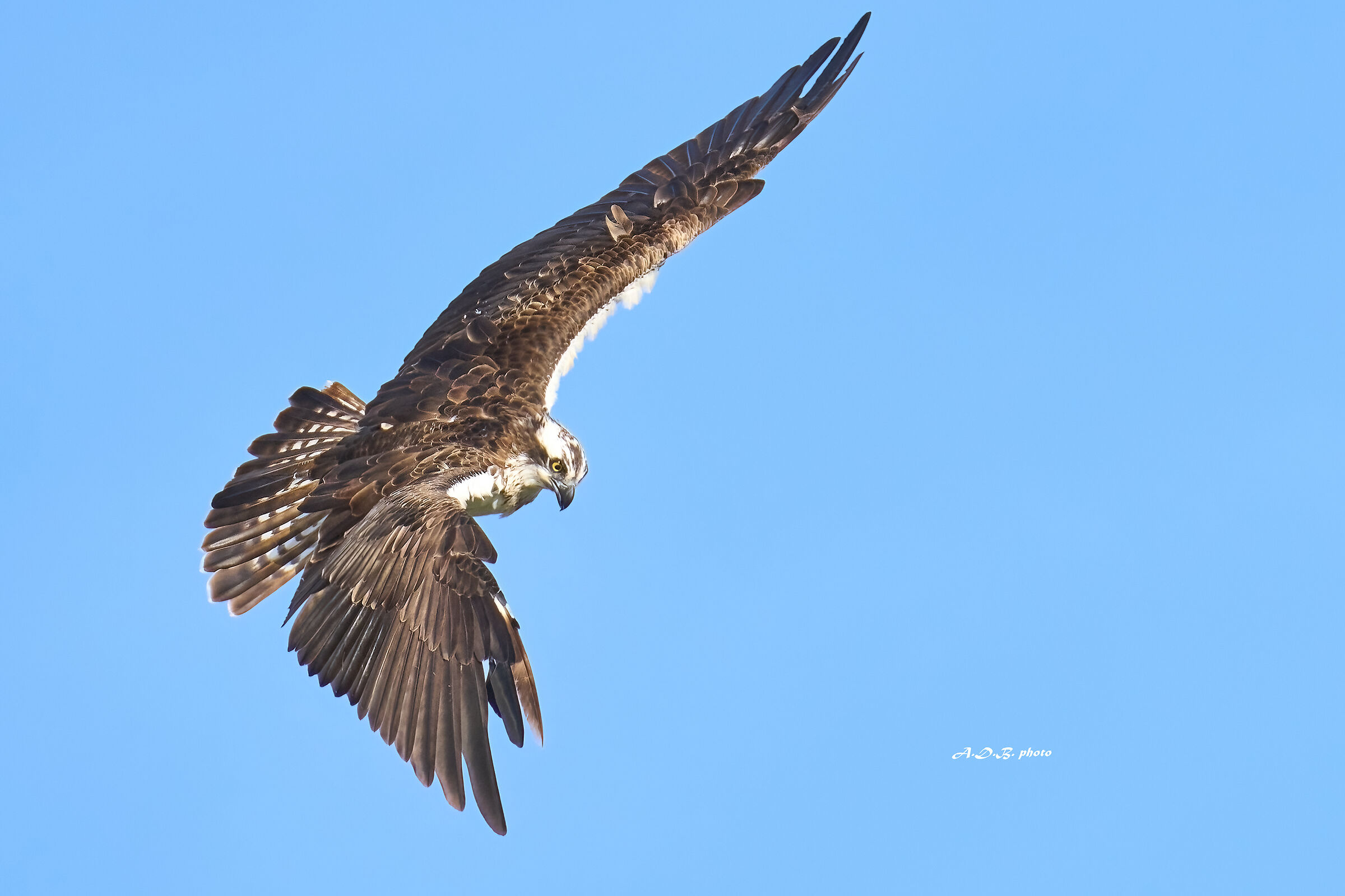 Falco pescatore in caccia