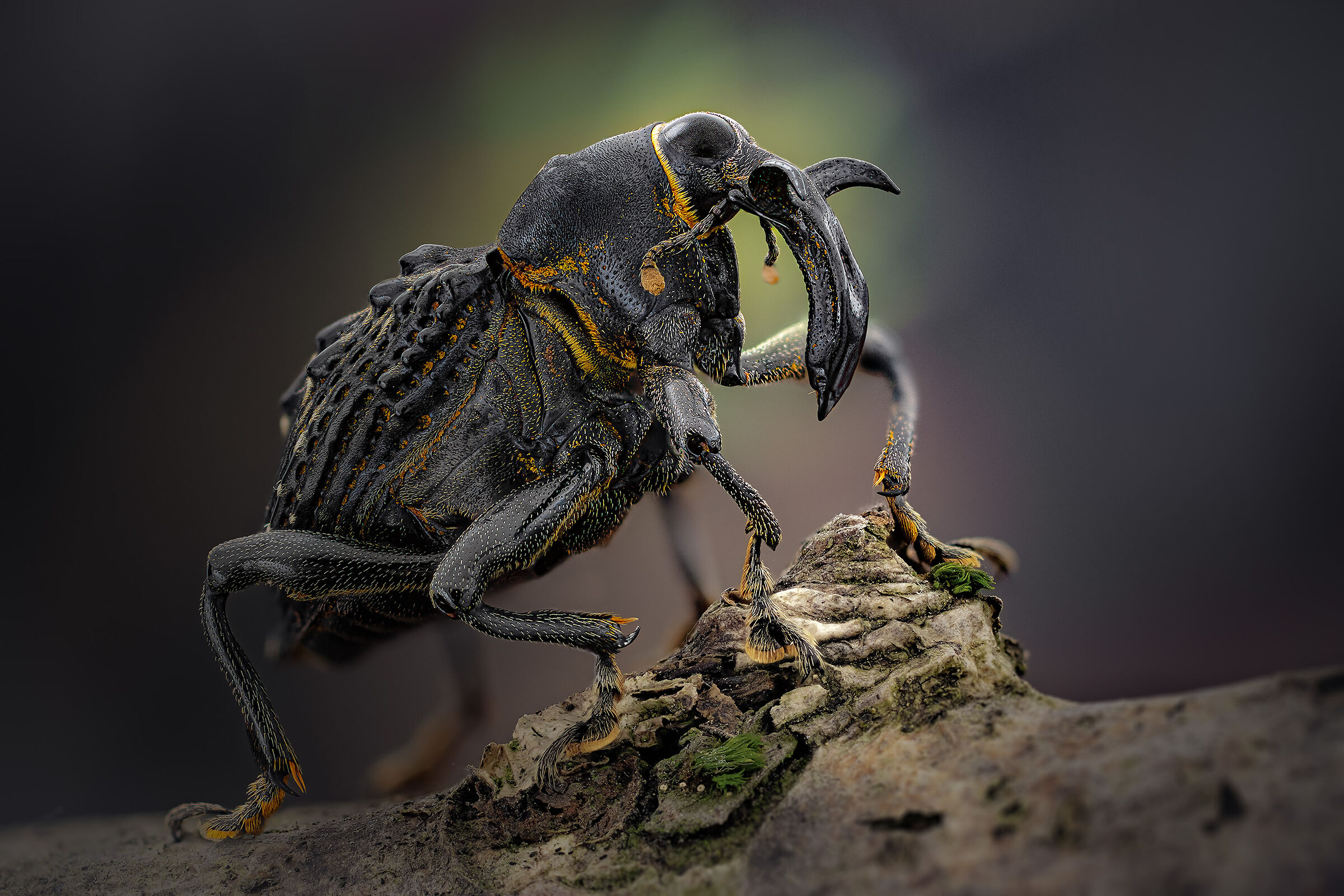 Cratosomus vaginalis