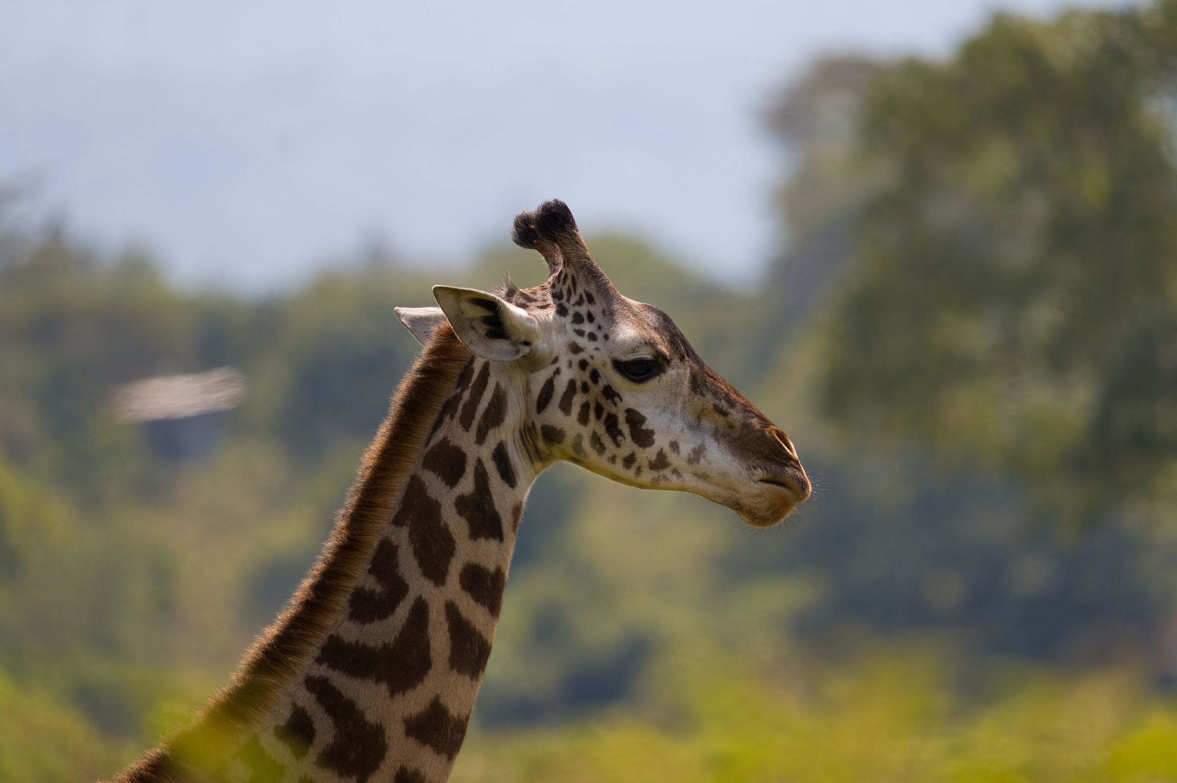 Il valore dell'altezza...