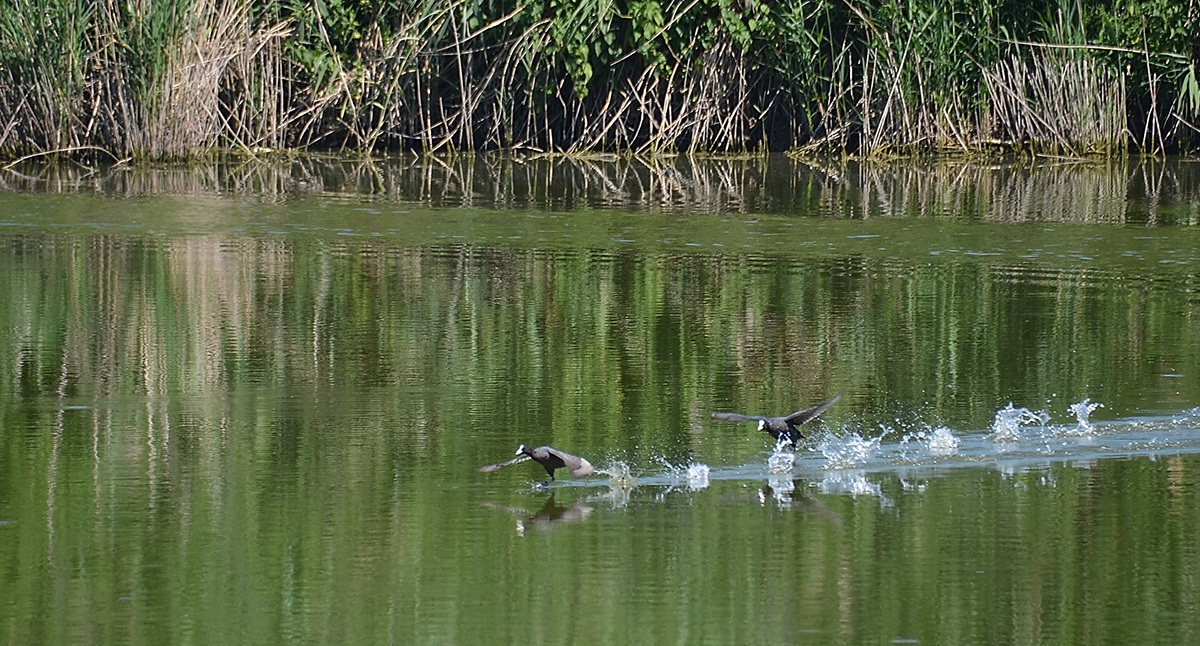 Inseguimento sul lago....