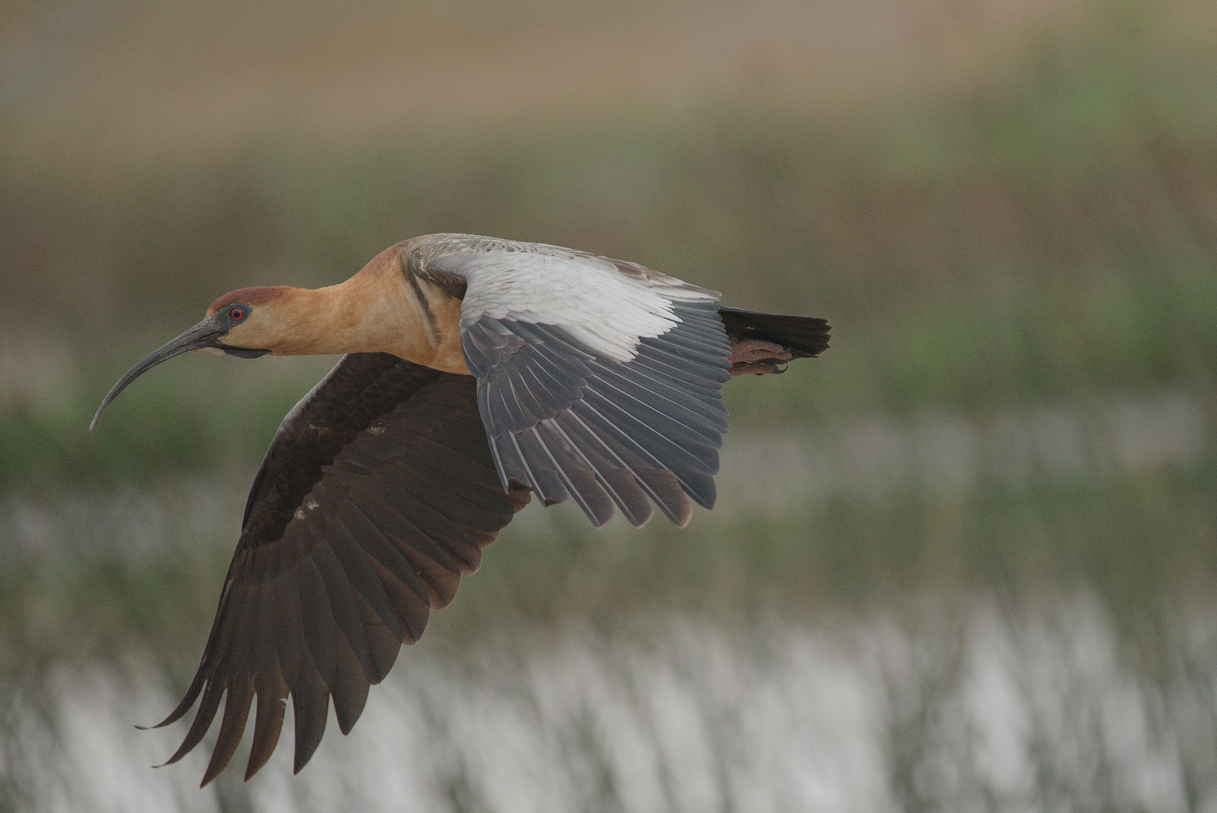 Bandurria Austral (Theristicus melanopis)