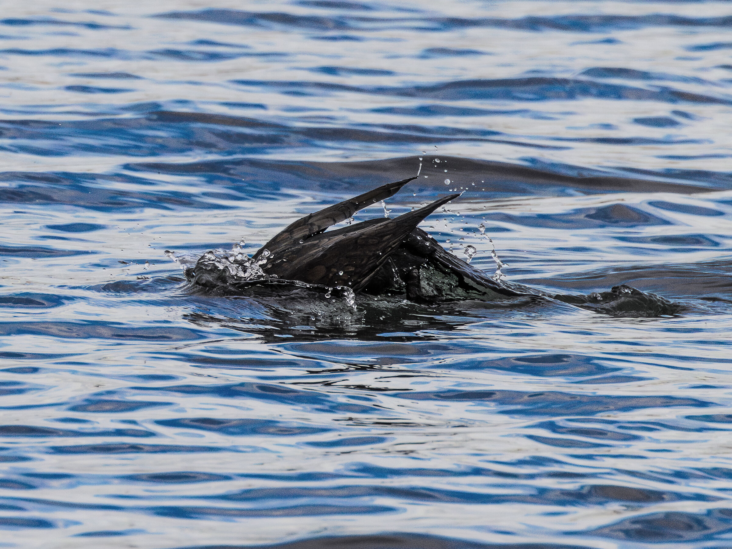 a cormorant diving