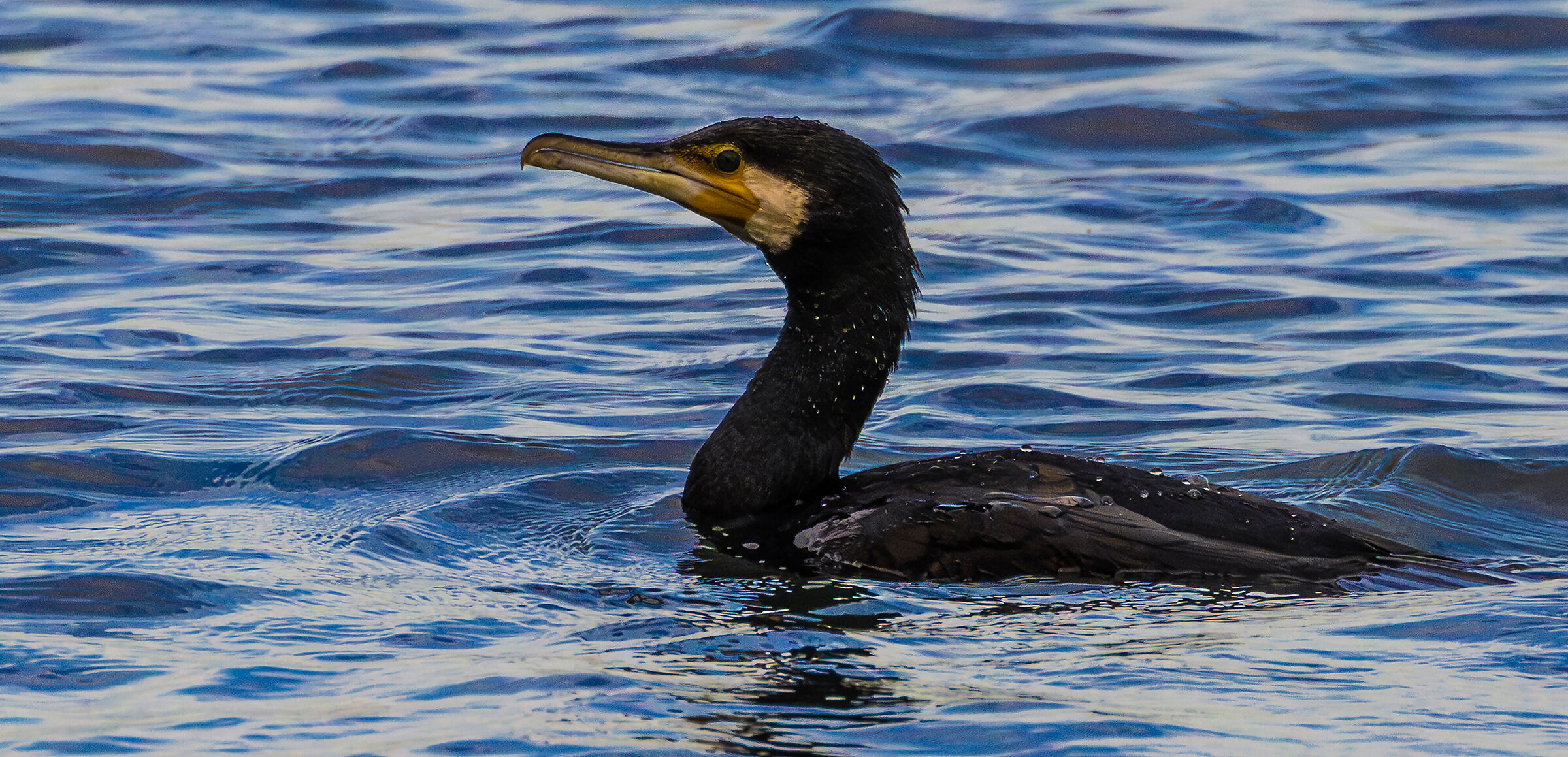 a cormorant swimming