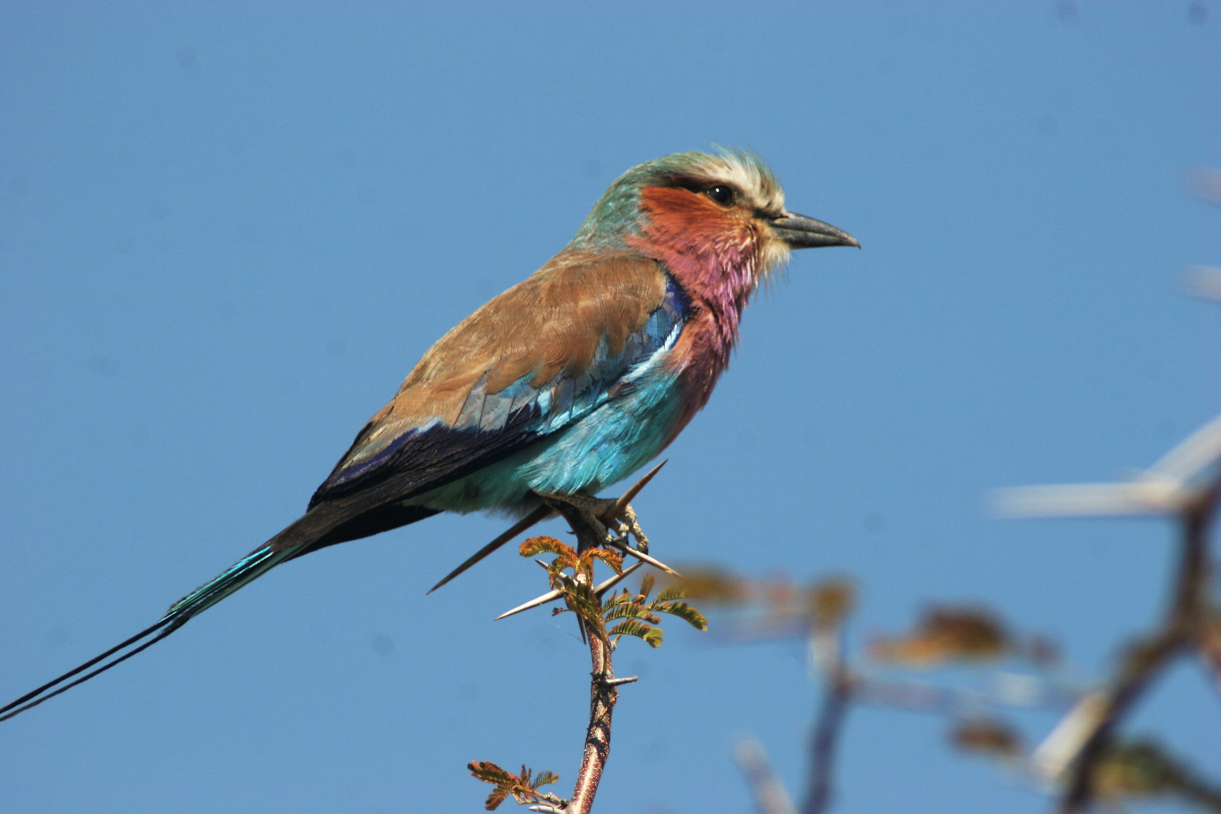 European Jay Lilac-breasted (Namibia)