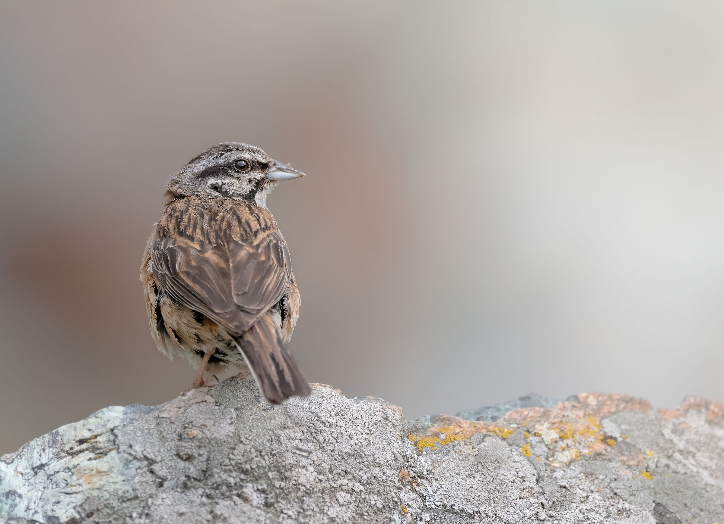 Muciatto Bunting