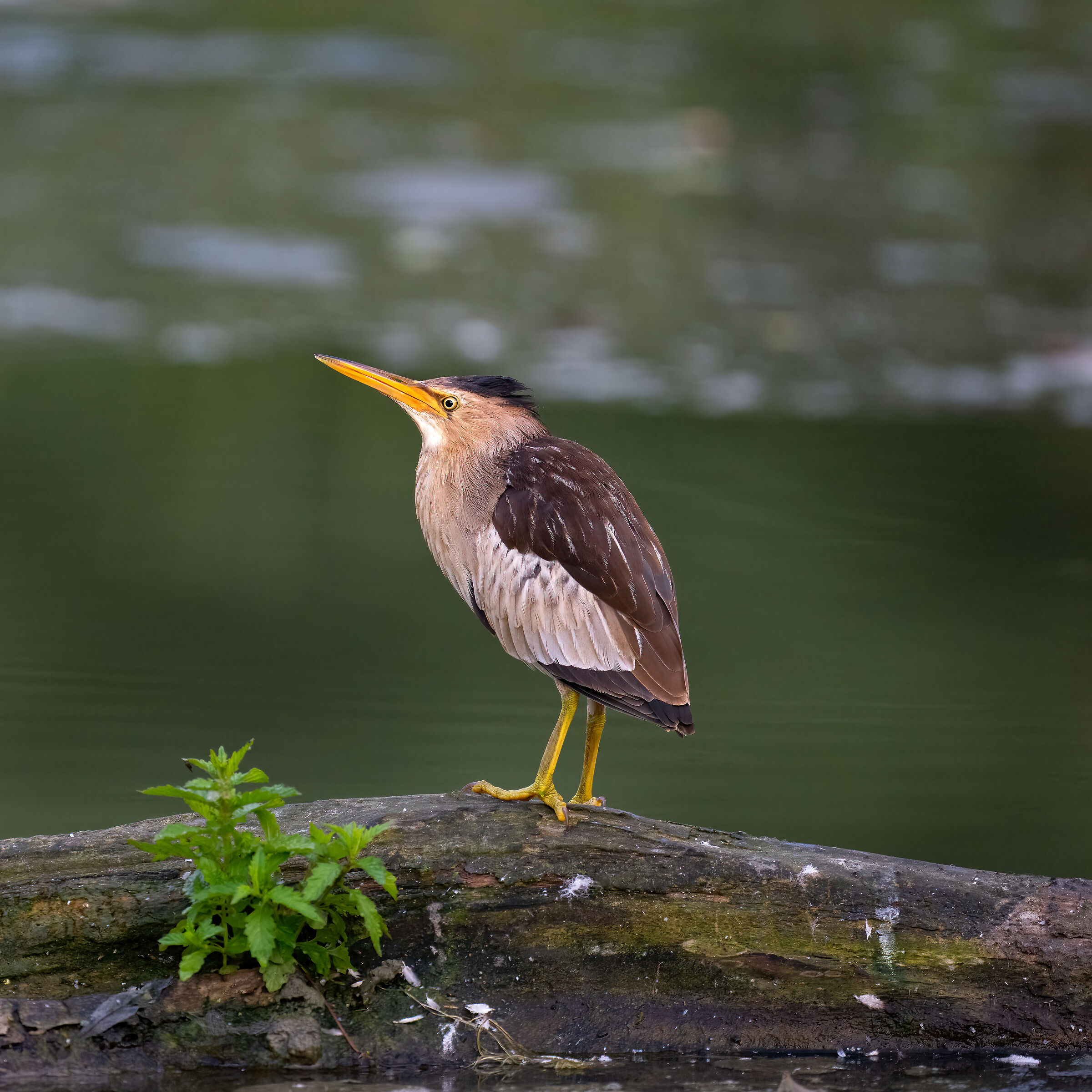 Little bittern