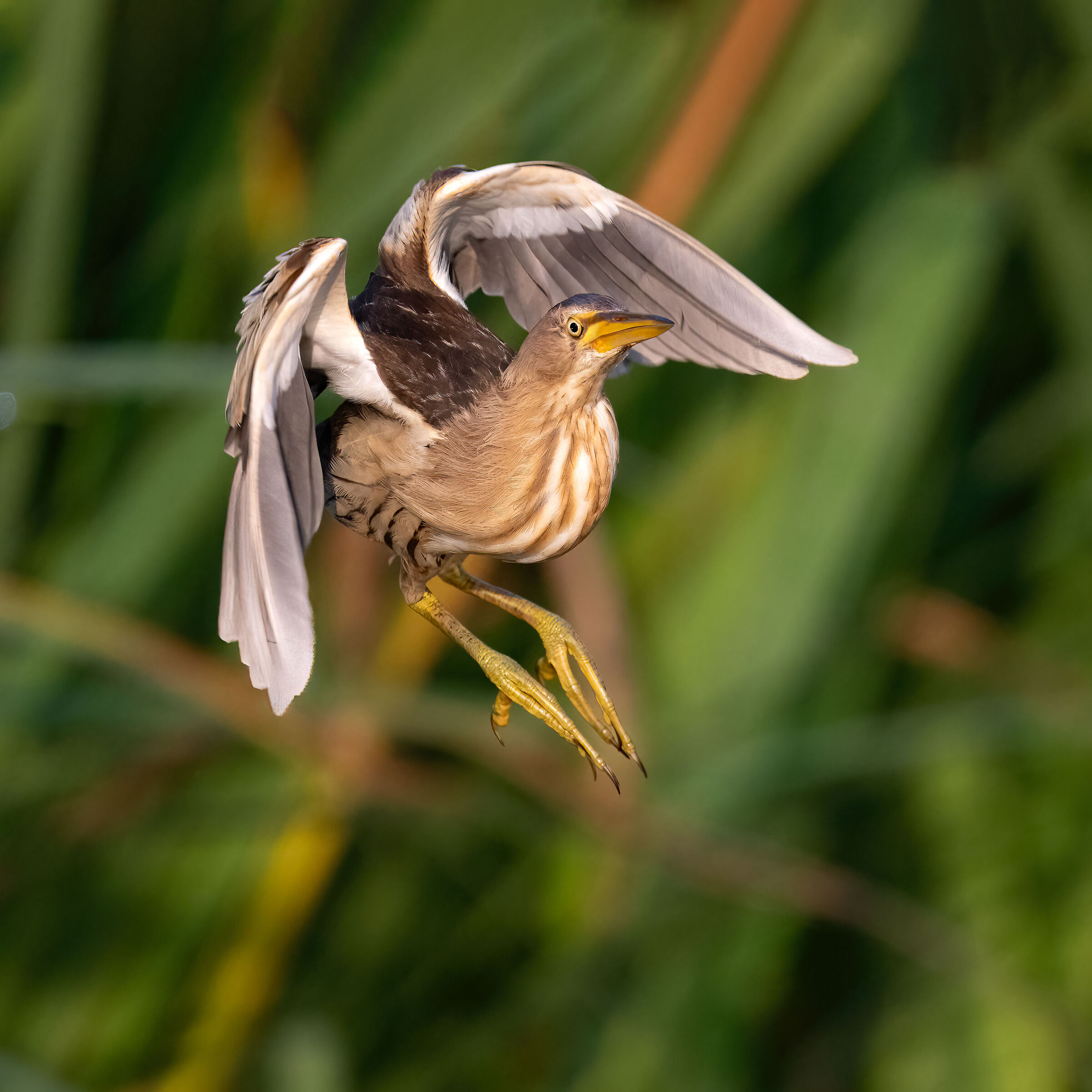 Little bittern