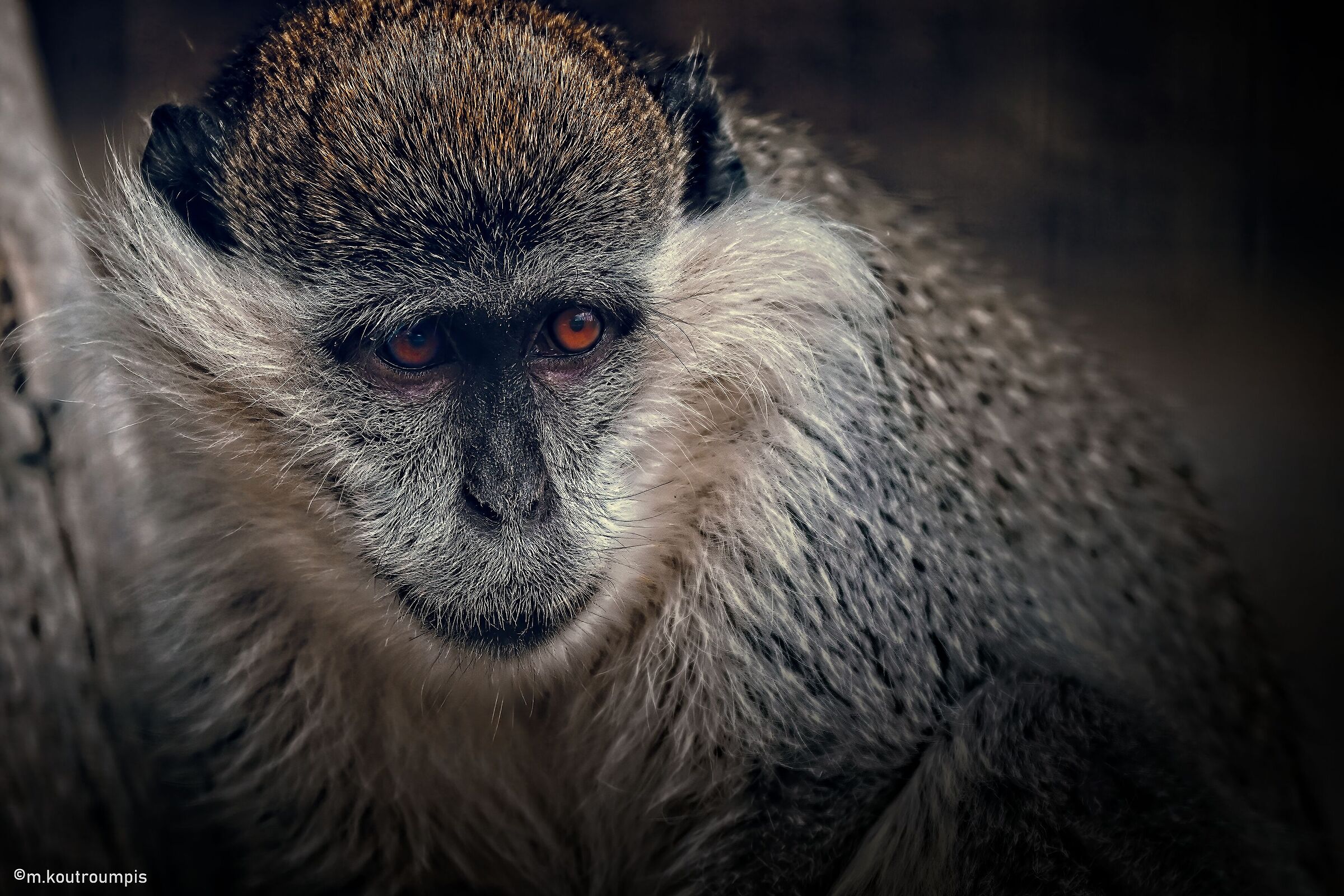 Chlorocebus Aethiops