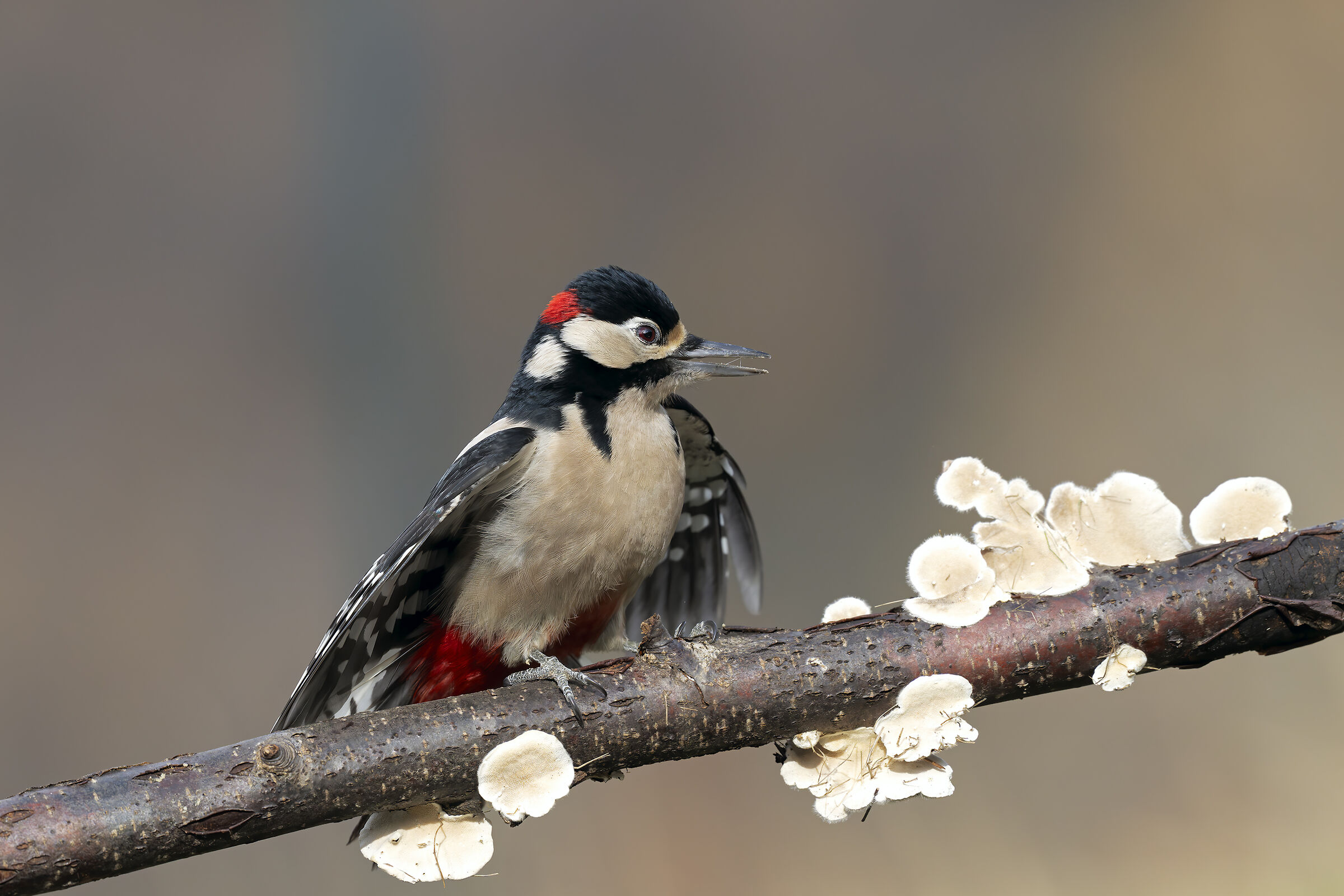 Great Spotted Woodpecker