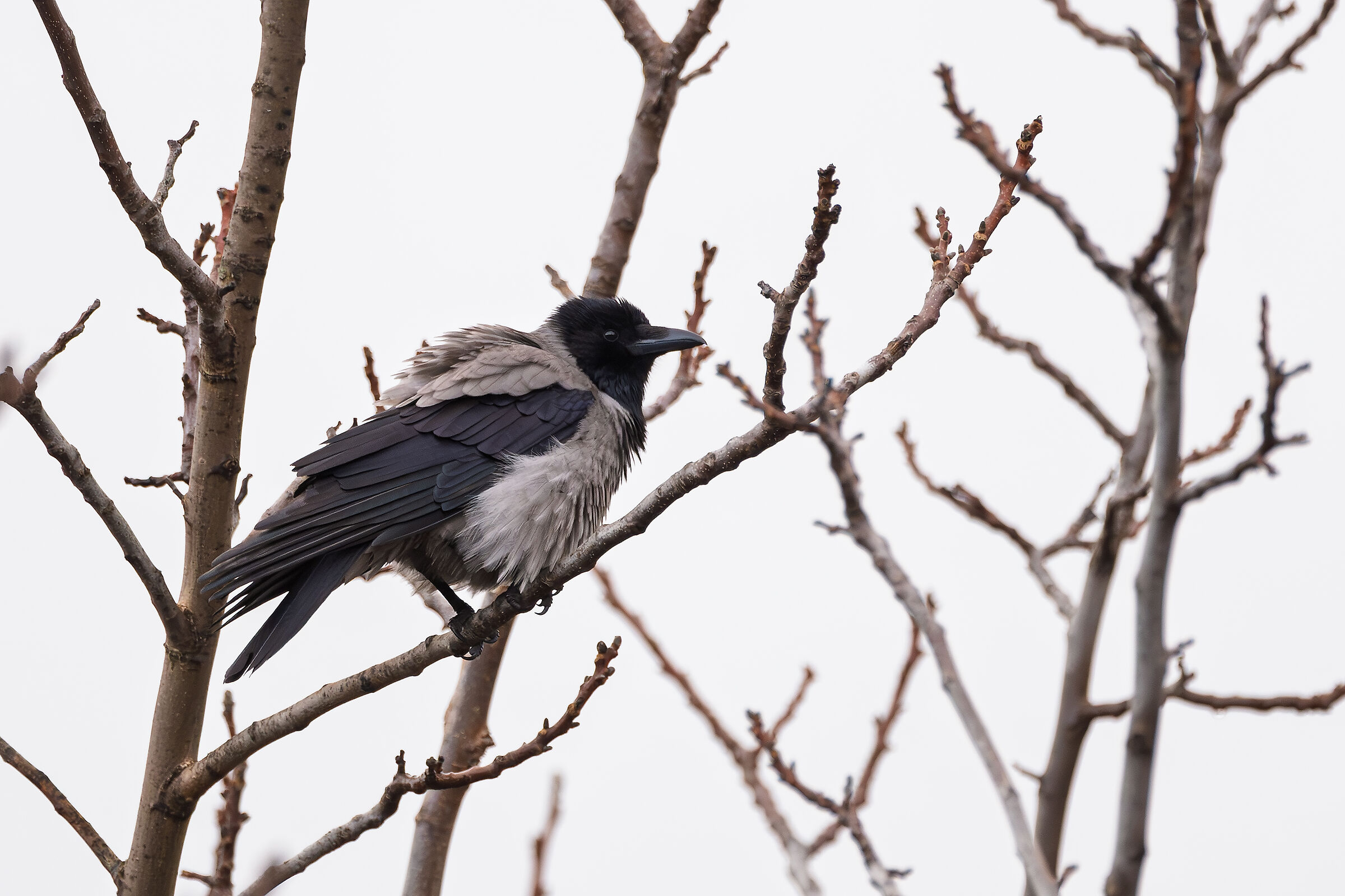 Crow