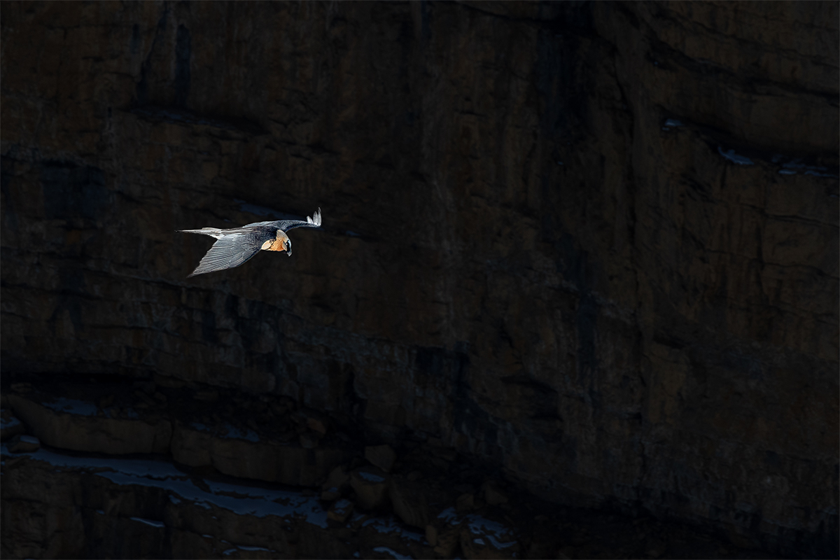 Gipeto sull'Himalaya