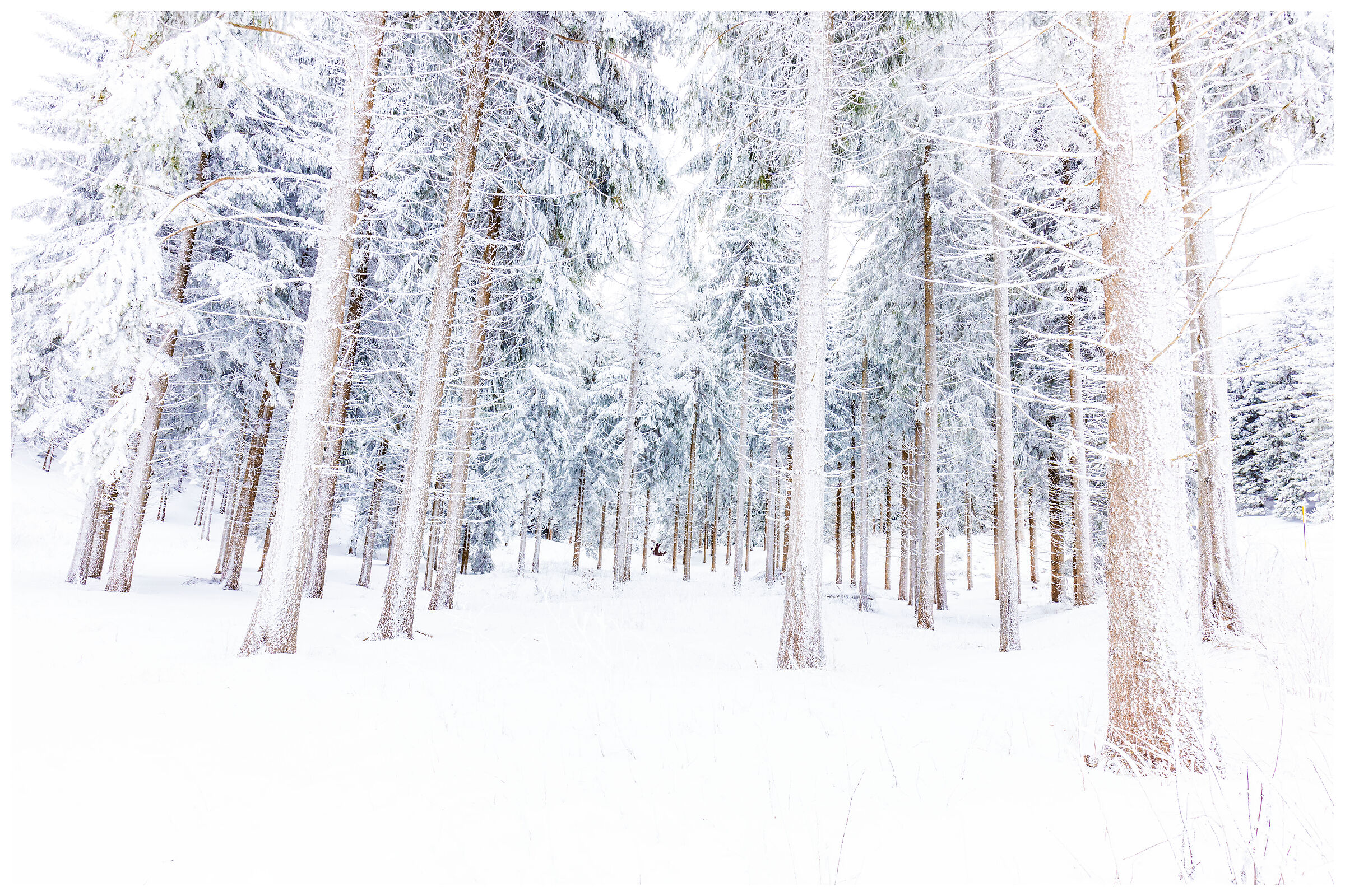 Snow among the fir trees