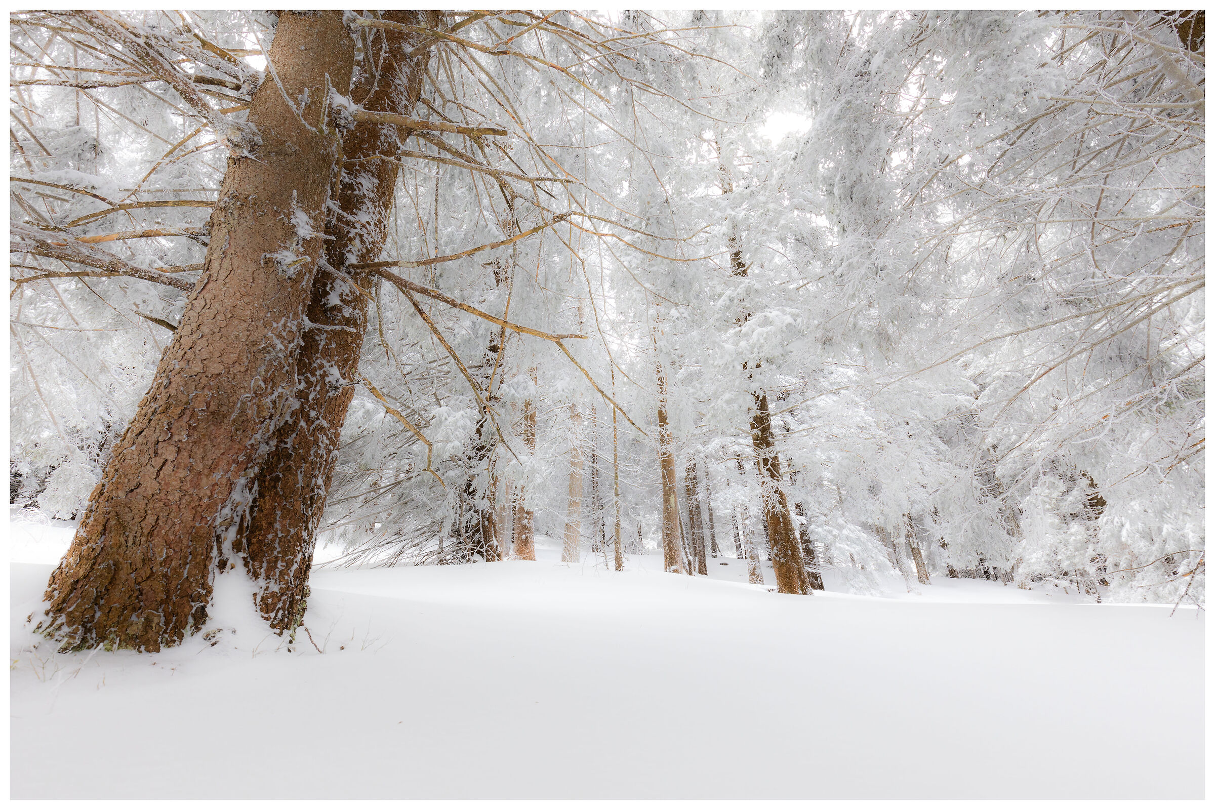 Snow among the spruces