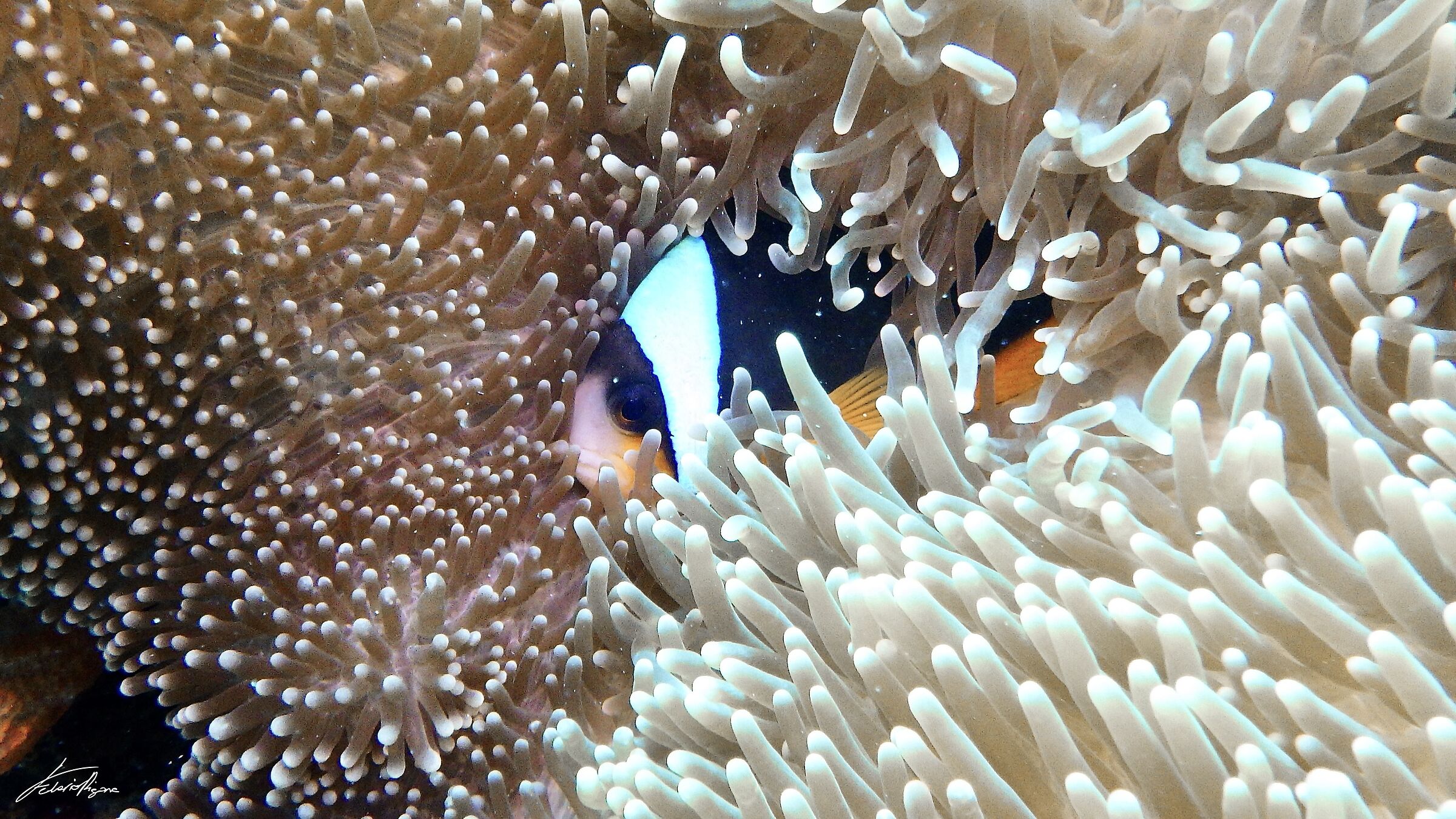Amphiprion ocellaris