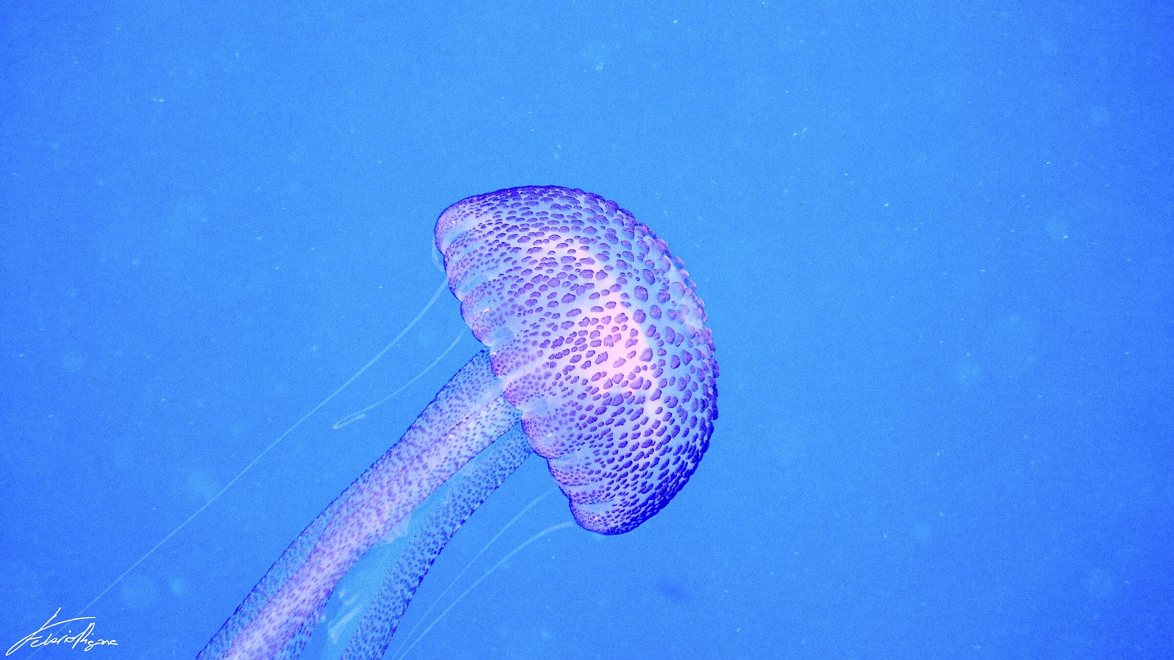 Pelagia noctiluca
