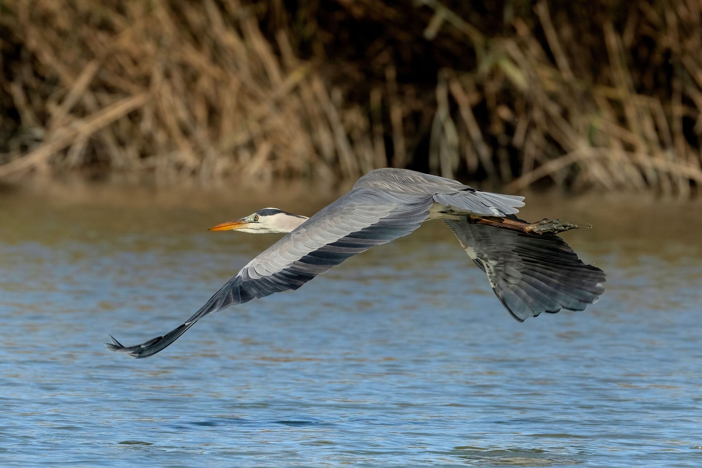 Grey heron