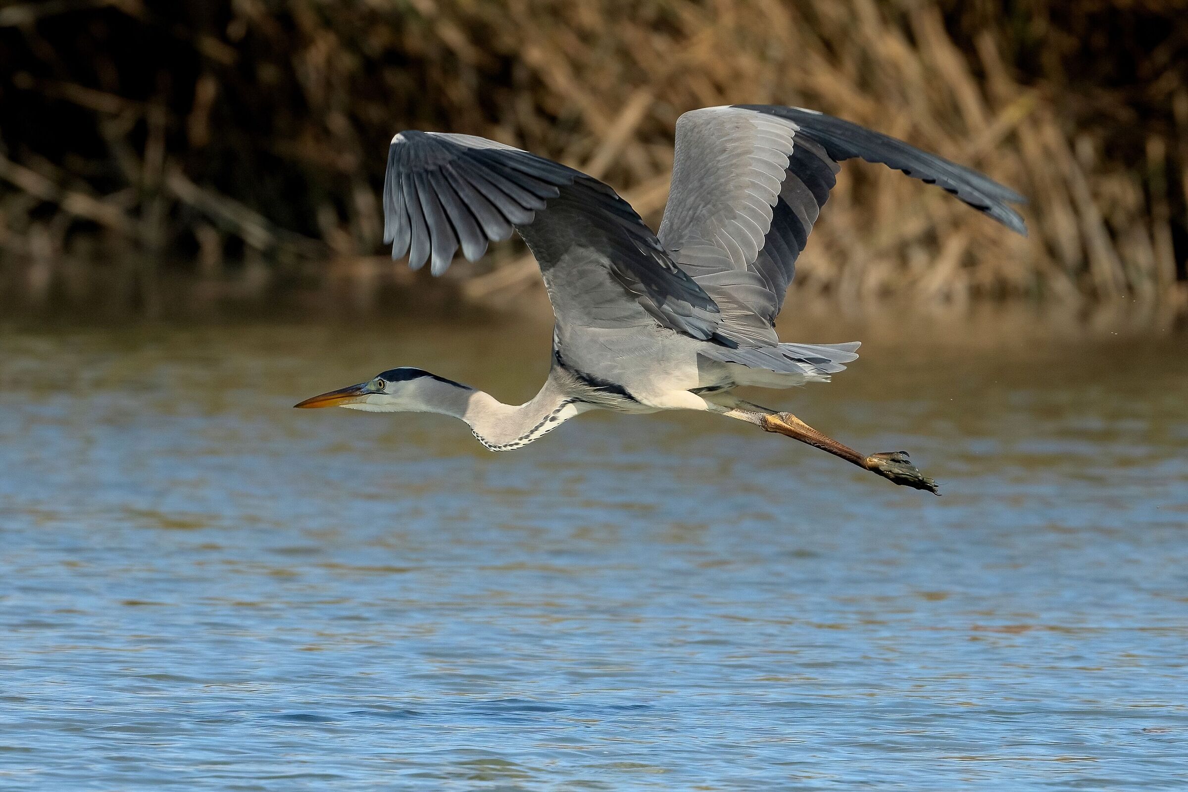 Grey heron