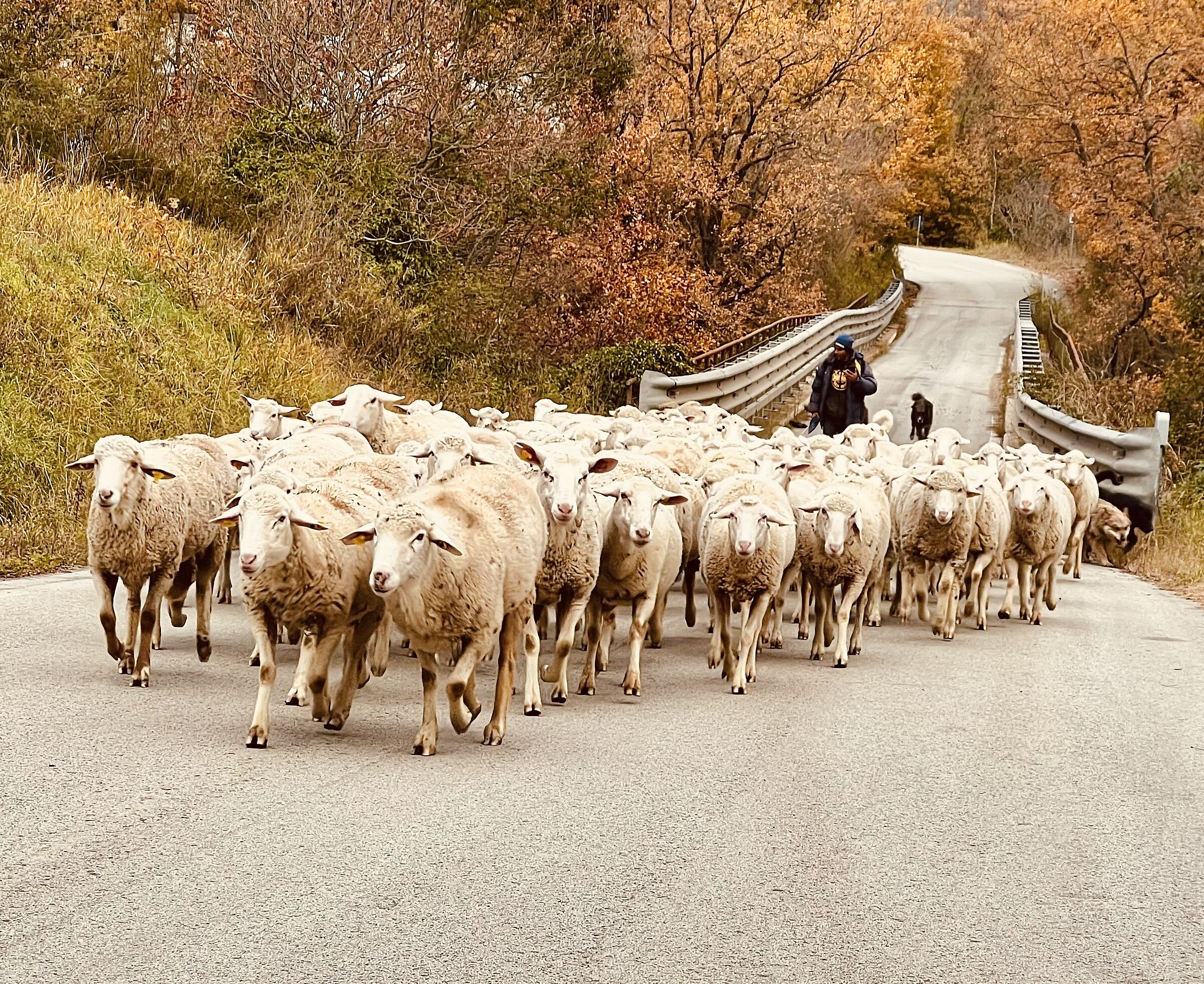 "And they go along the ancient sheep track to the plain"