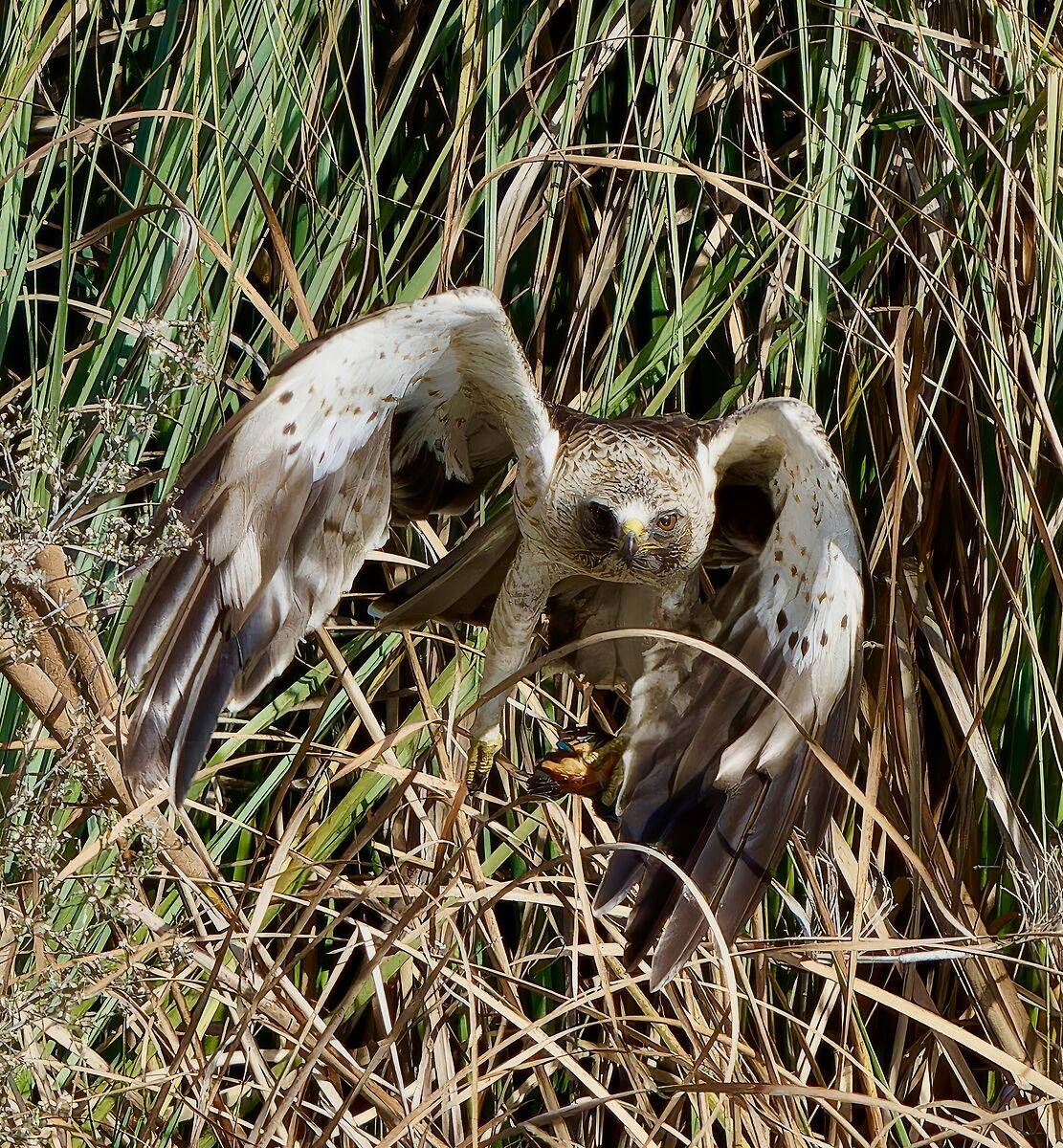 Aquila minore con preda (Martin)