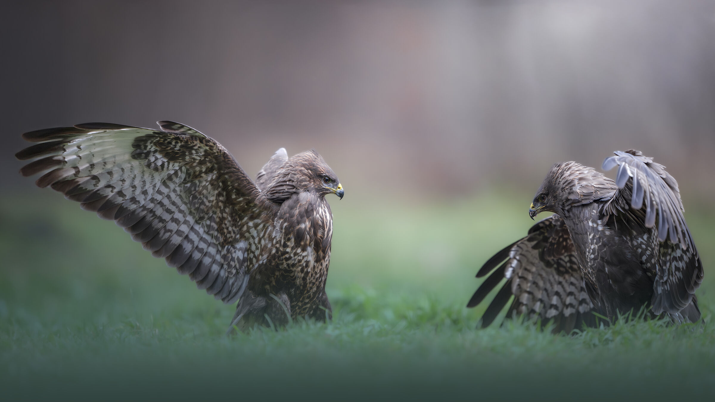 Poiana in combattimento