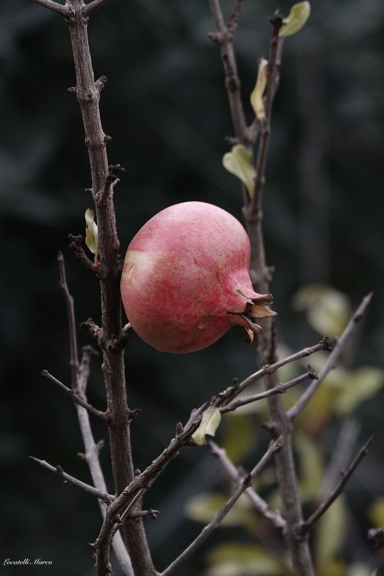Pomegranate