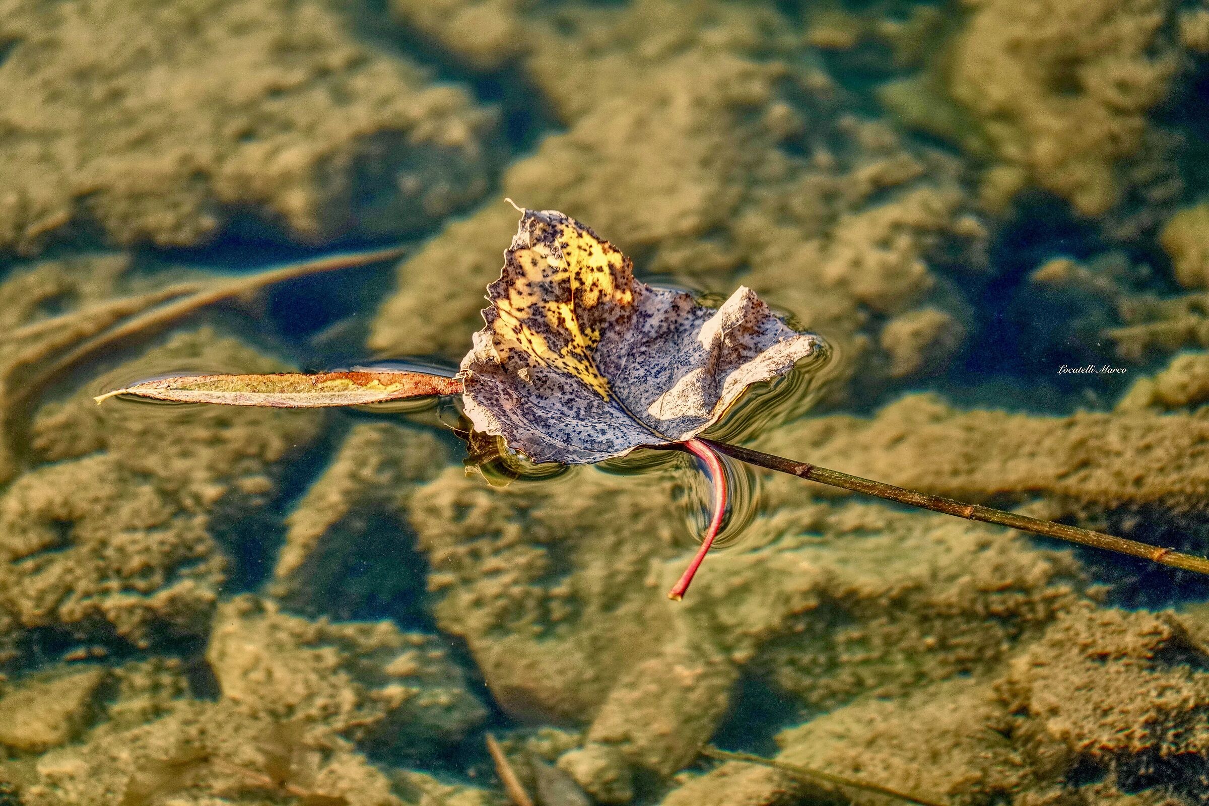Leaf