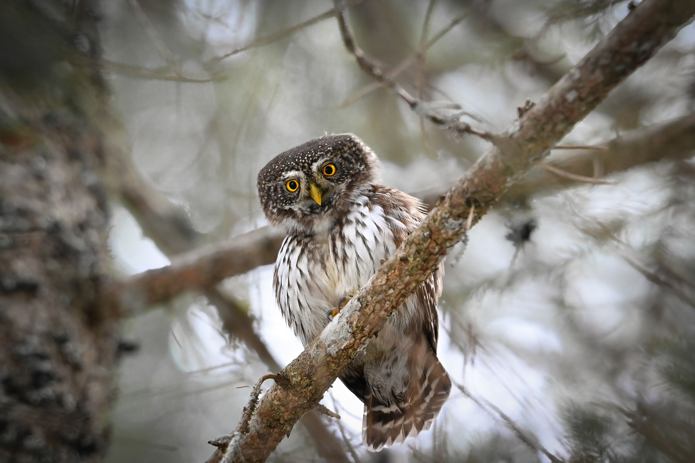 Dwarf Owl
