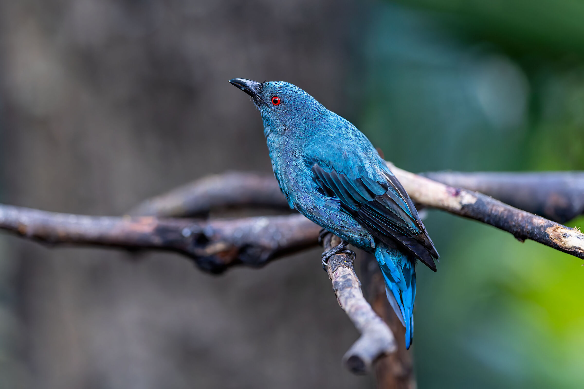 Blue beautiful bird