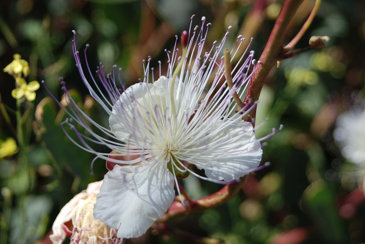 Il fiore del cappero