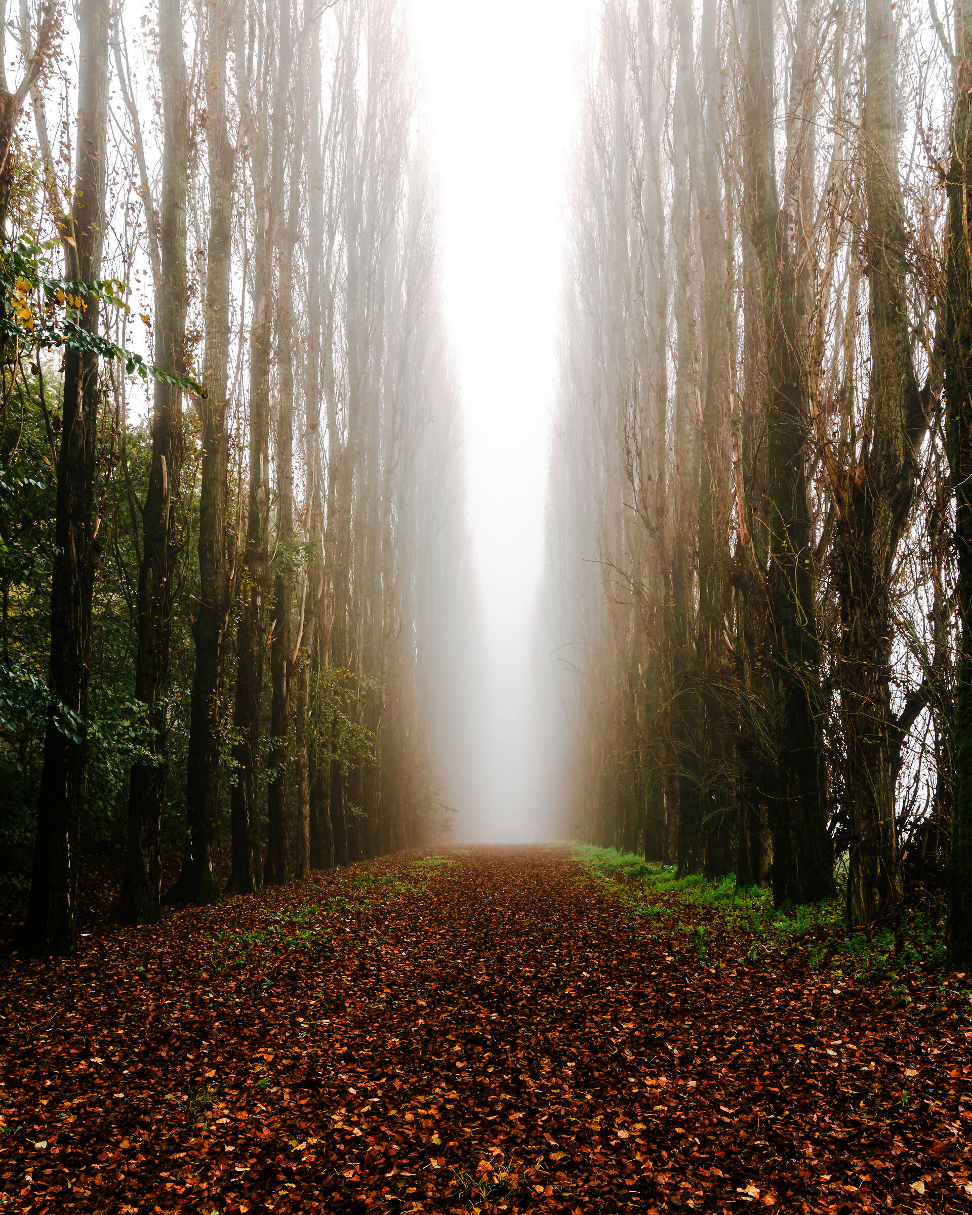 You get lost in the fog