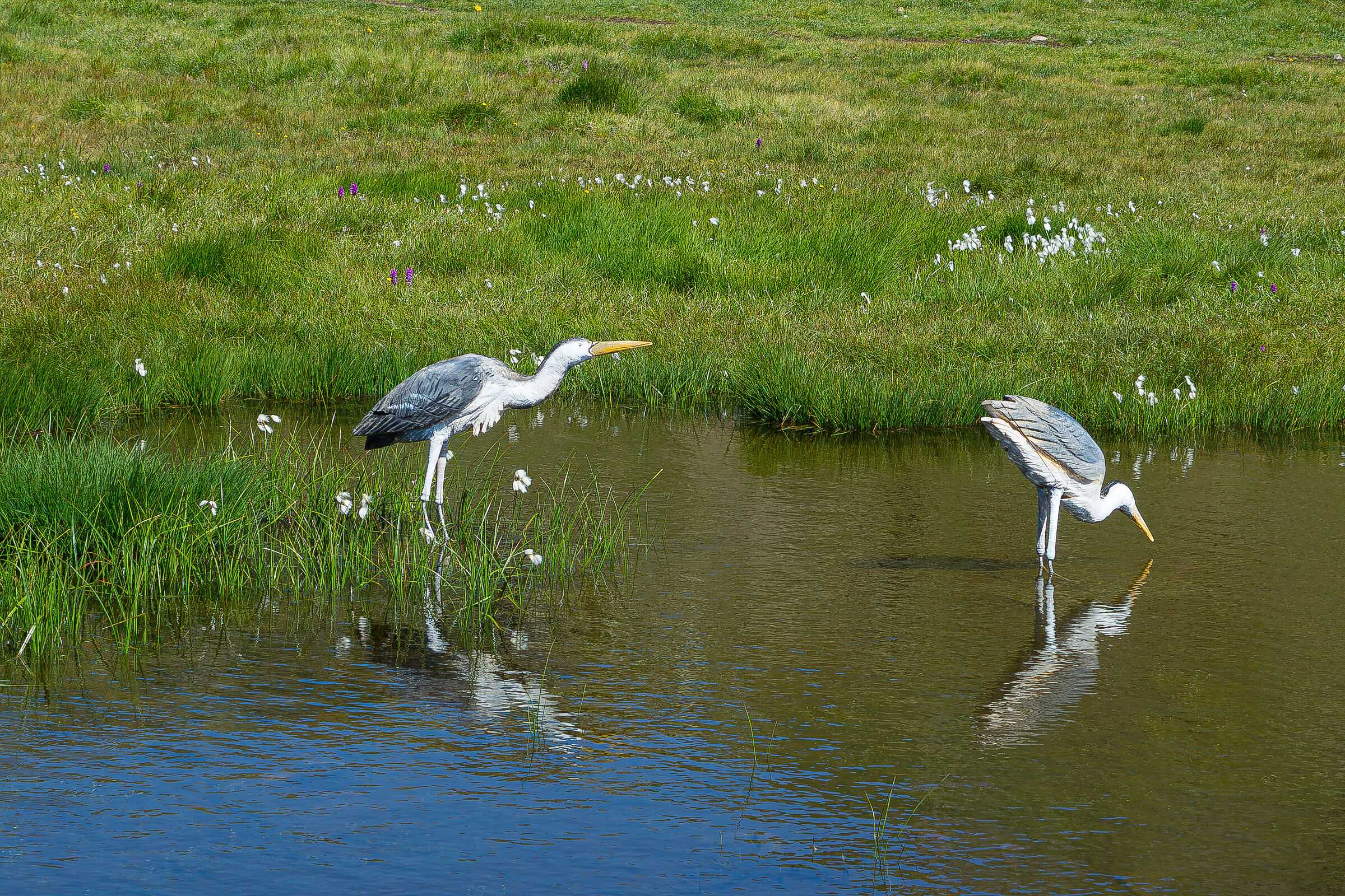 Flamingos at Mont Fallere