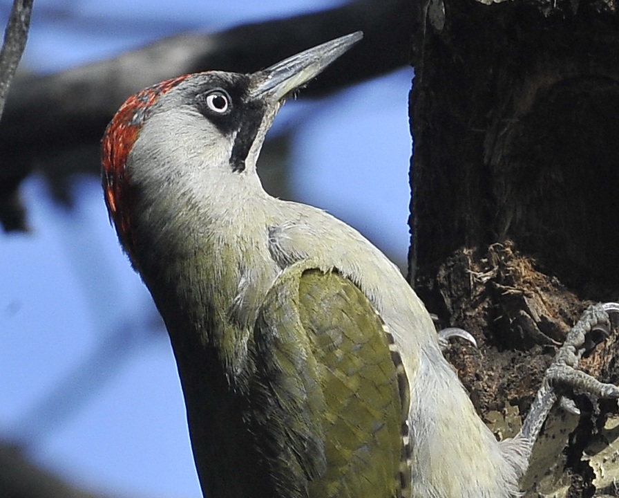 green woodpecker