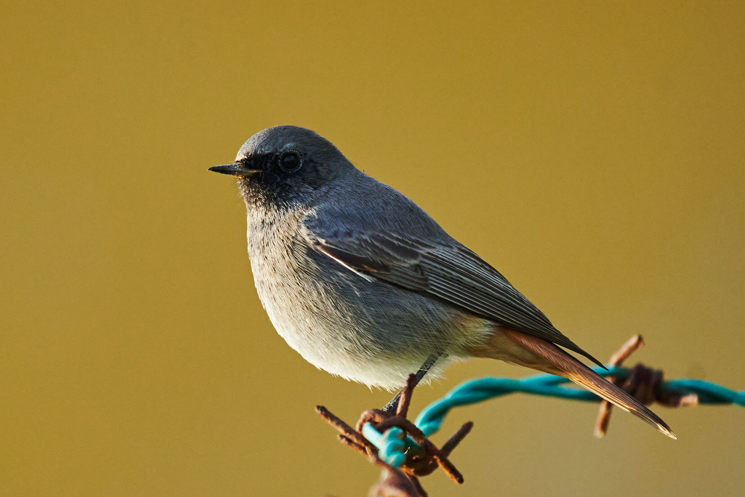 Codirosso spazzacamino M