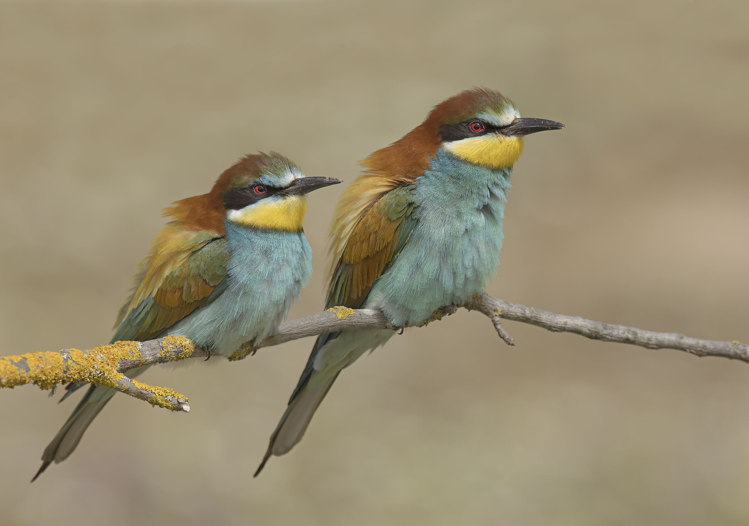 gruccione (merops apiaster)