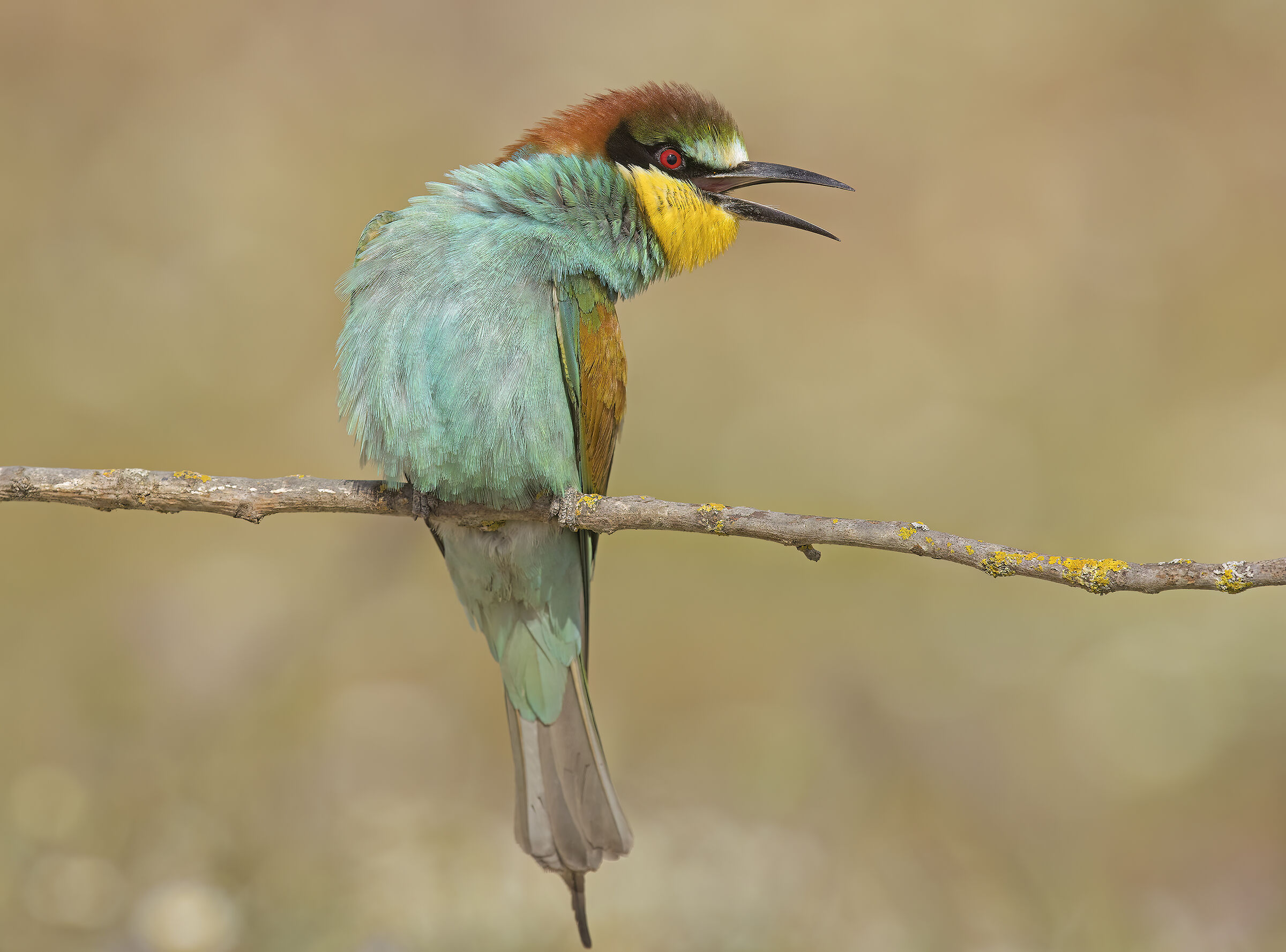 gruccione (merops apiaster)