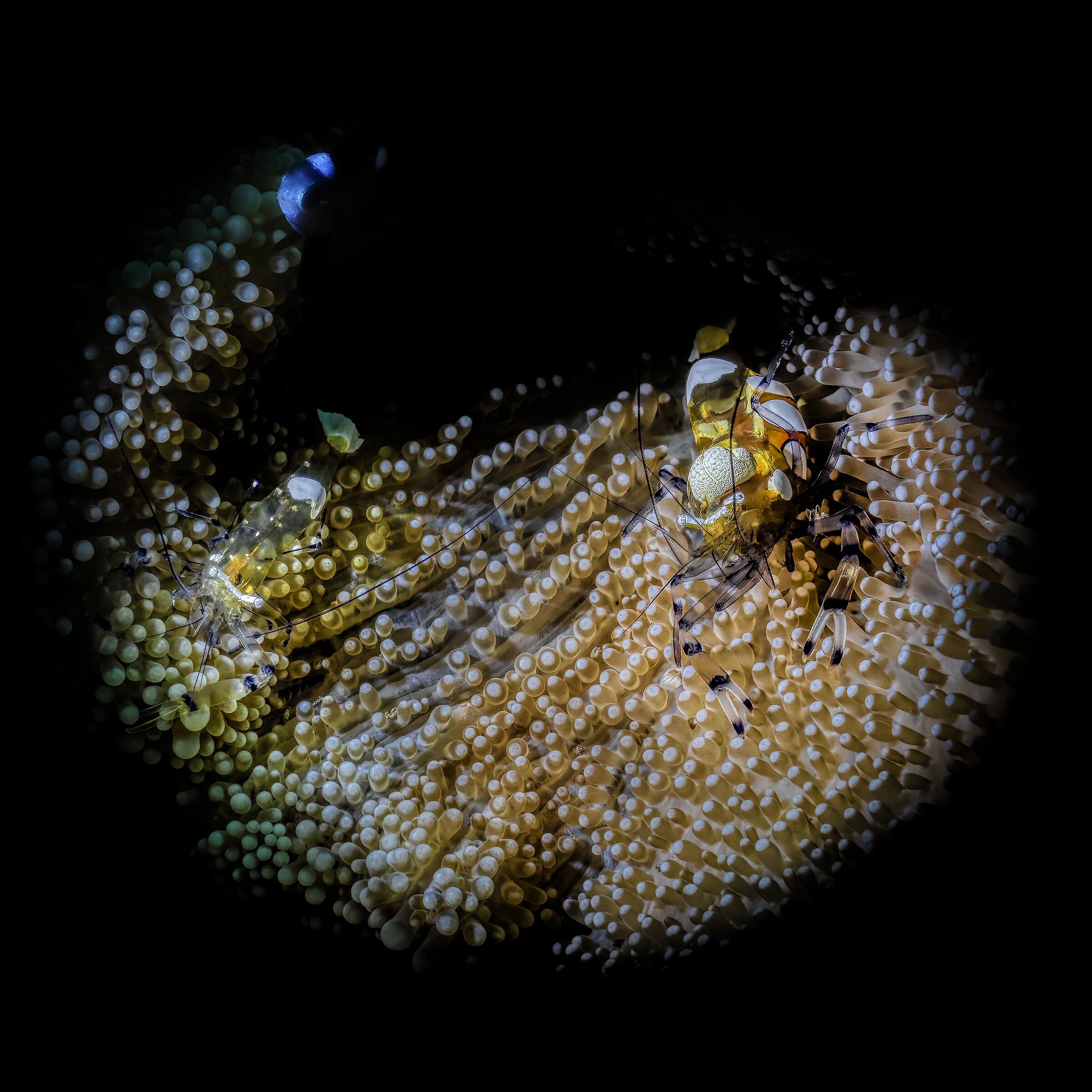 Ancylomenes brevicarpalis Shrimp