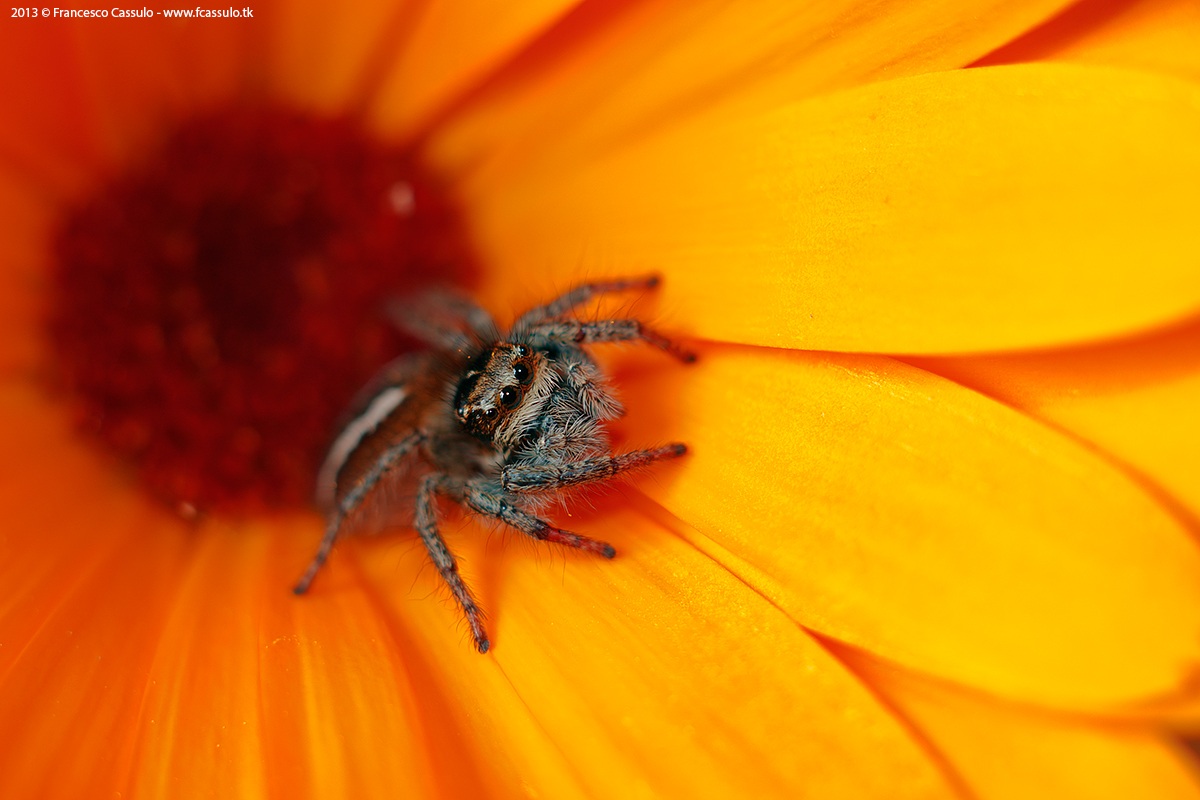 Philaeus chrysops (Poda, 1761)