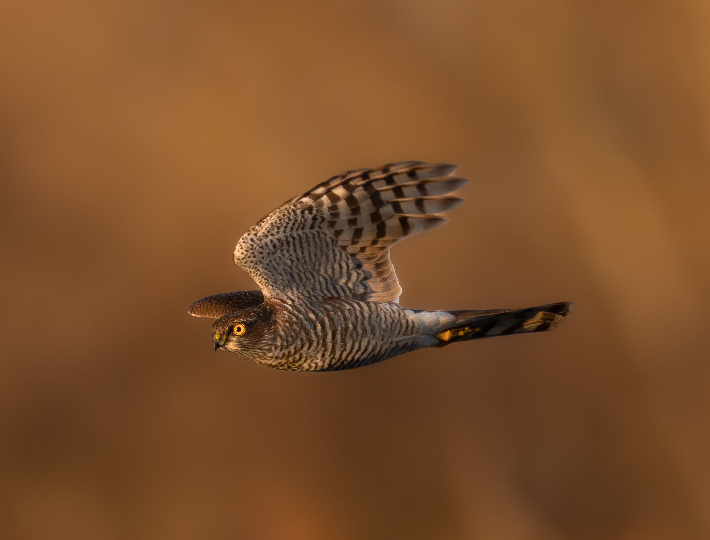 Sparrowhawks in flight