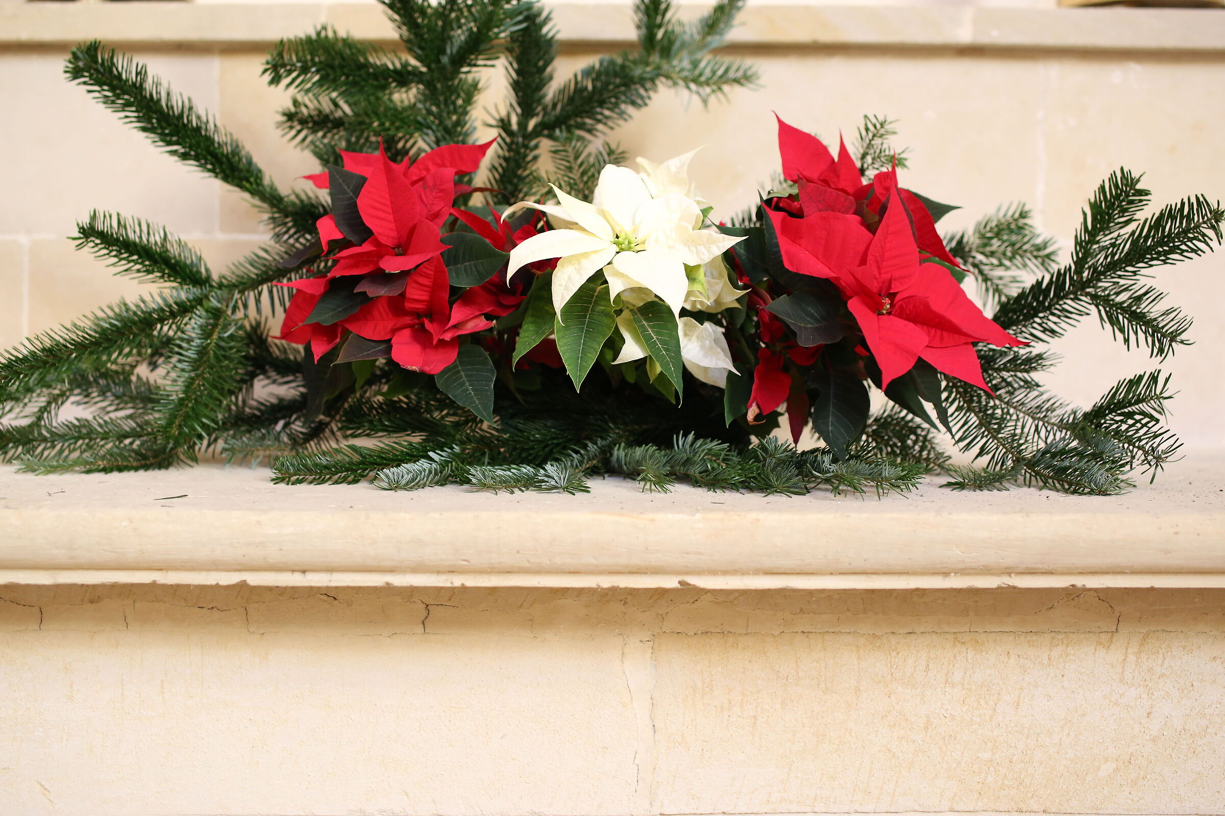 Milvus Zeiss 50, 1.4- Canon 6 D