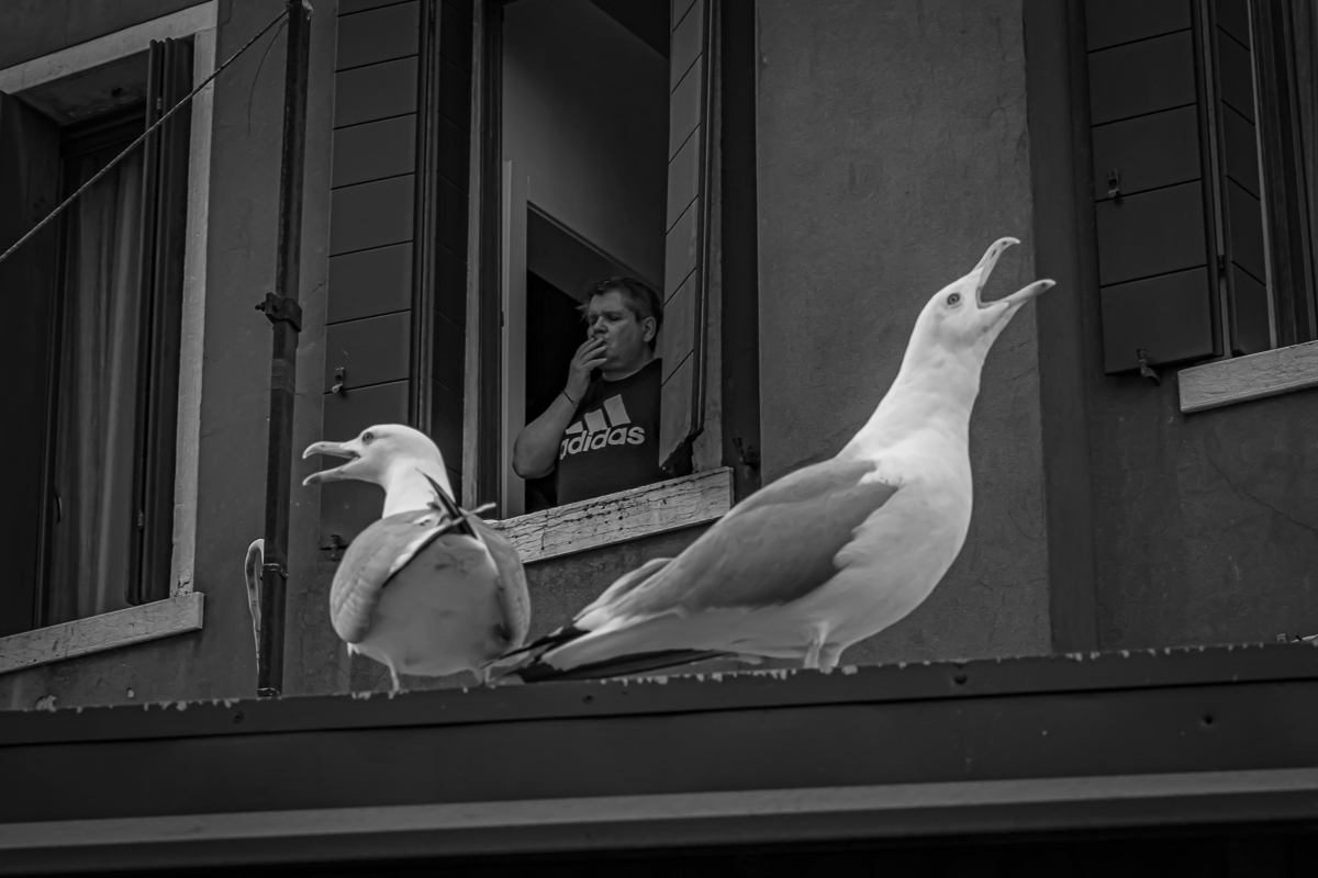 Even the seagulls know that the smoke...