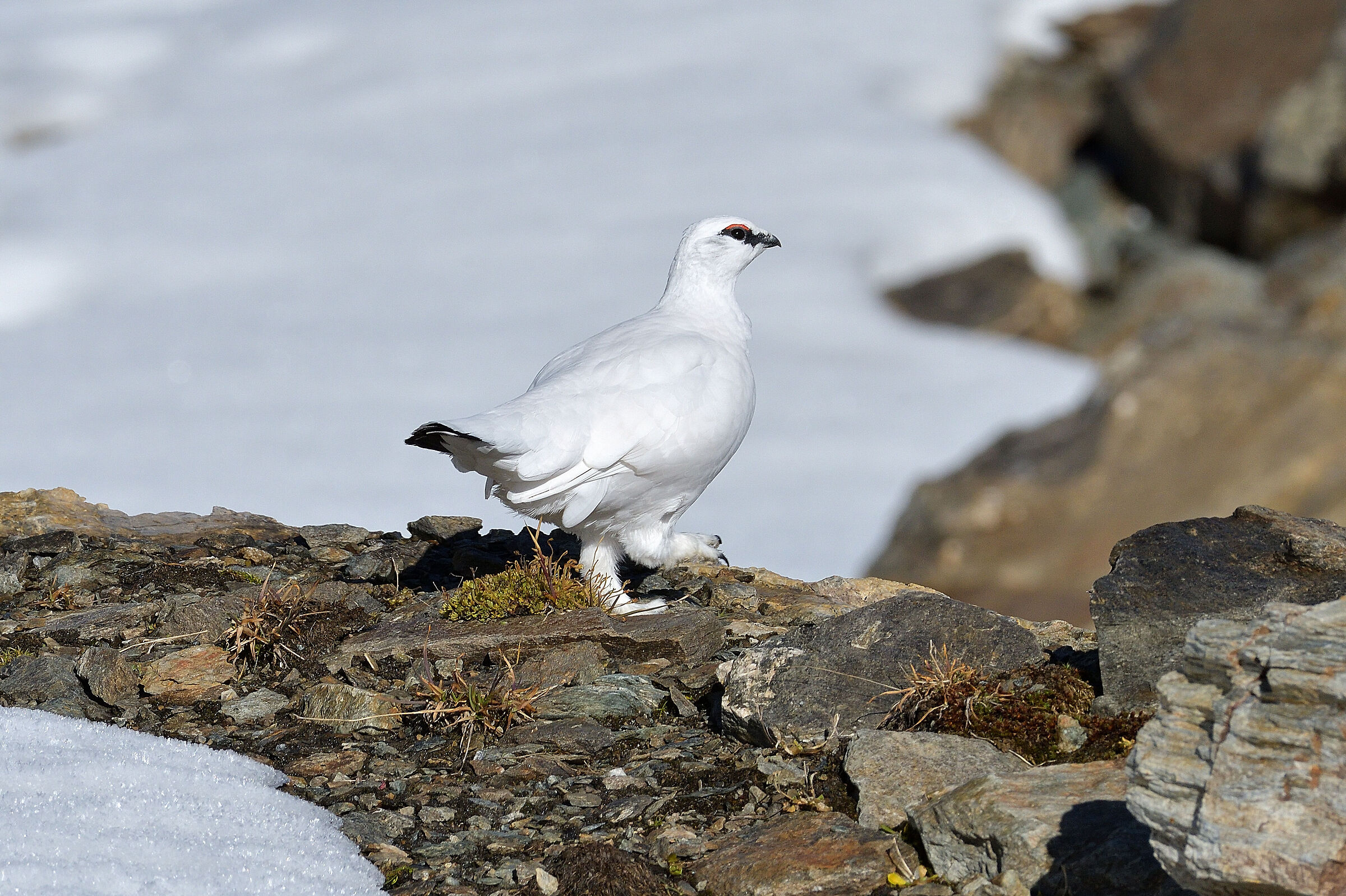 Ptarmigan..