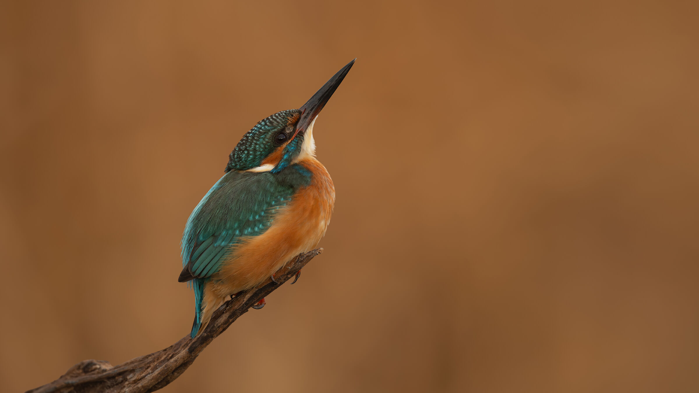 Common Kingfisher
