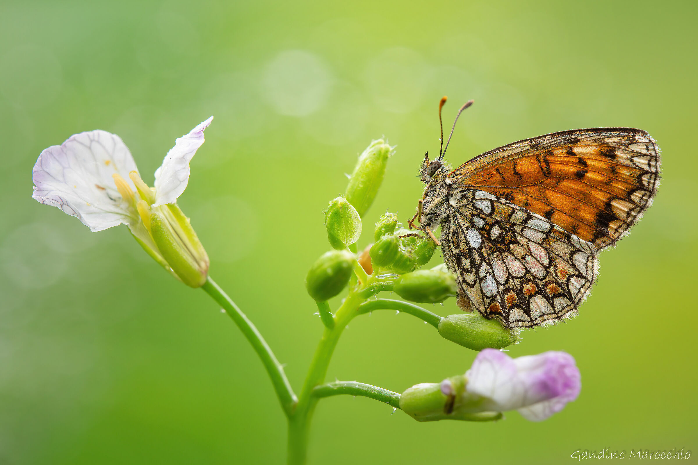 Melitaea Phoebe