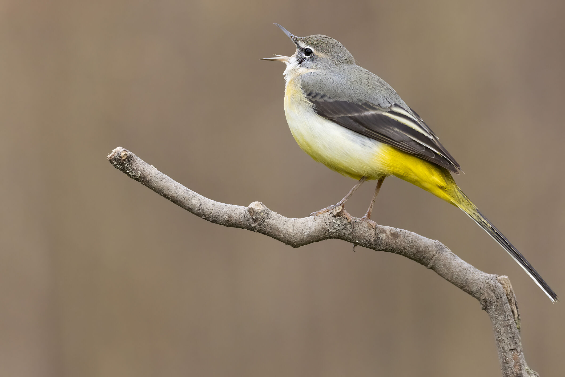 Grey wagtail