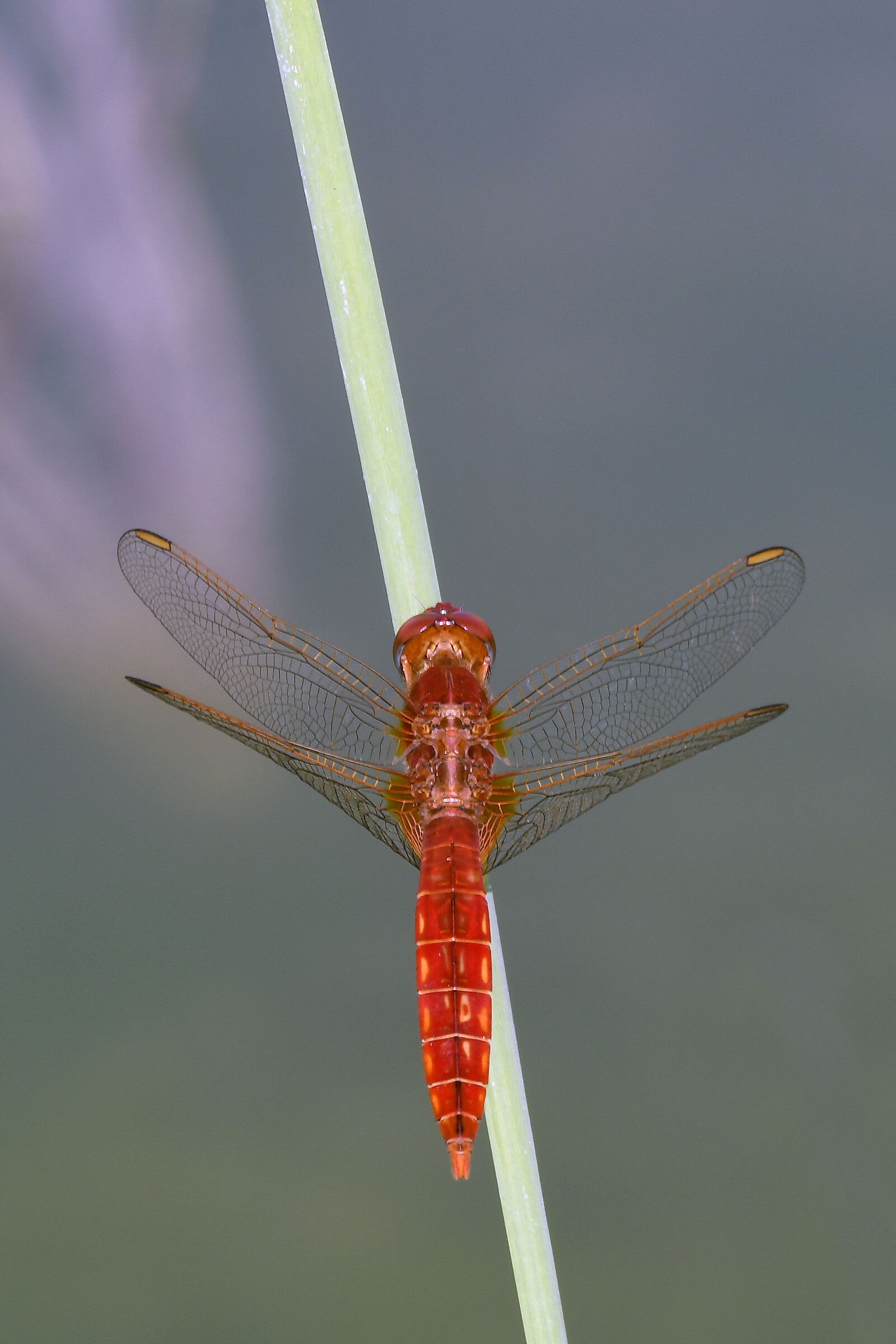 Arrowred arrow (crocothemis erythtraea) male